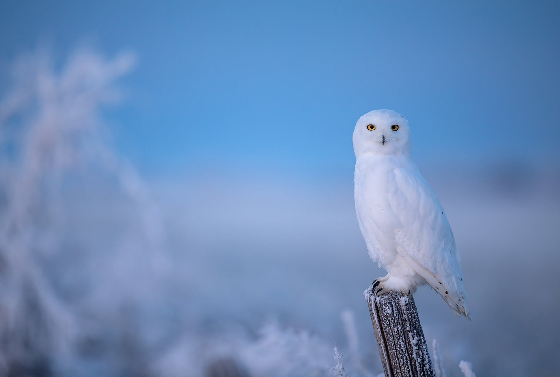 1080P, owl, polar, post, blue background, winter, frost, snowy owl, bird, HD Wallpaper