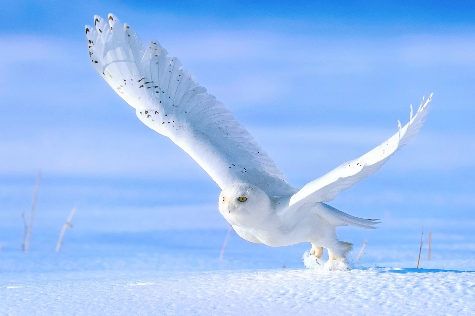 Owl, Birds, Snow, Snowy Owl, Bird, 1080P, HD Wallpaper