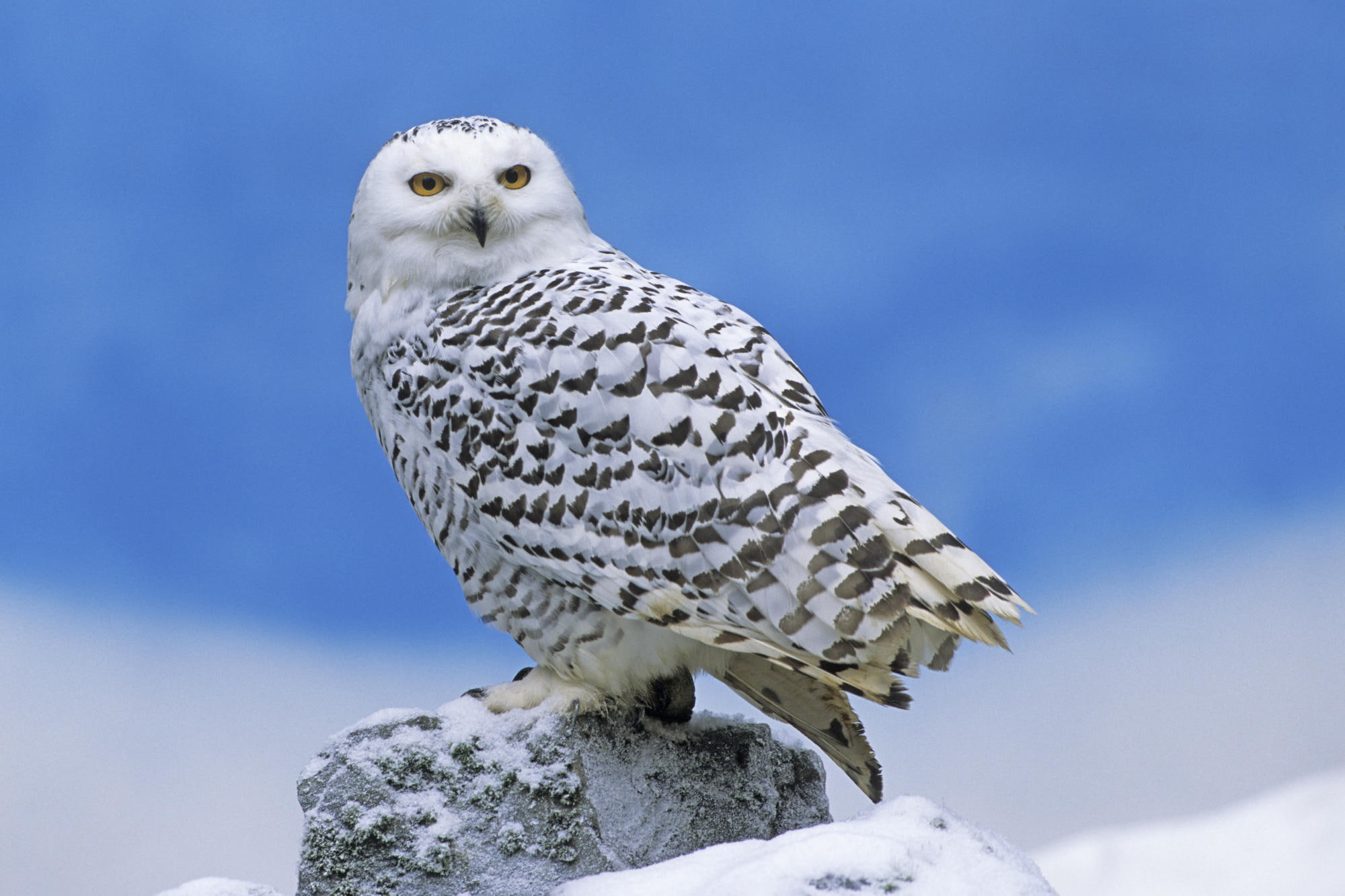 1080P, snowy, owl, HD Wallpaper