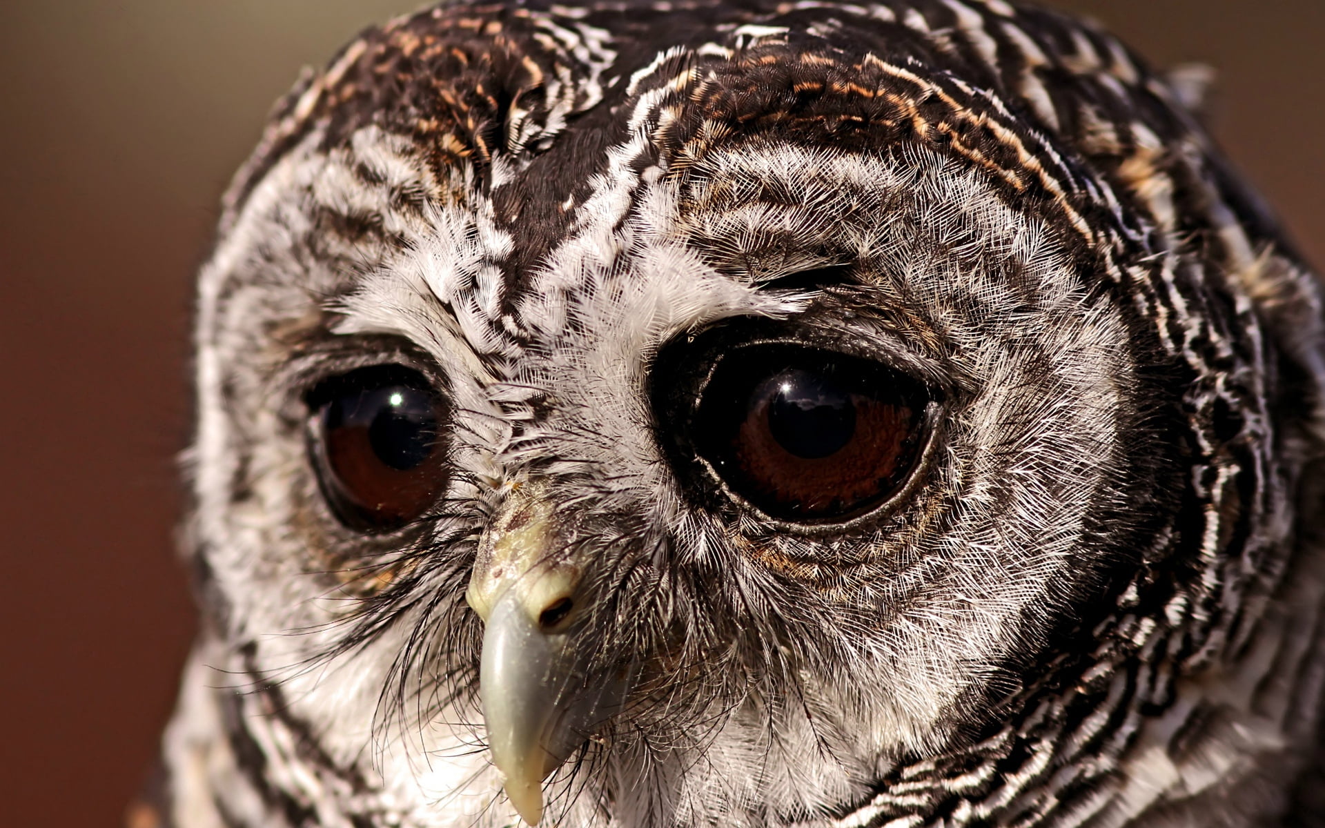 portrait, nature, sad eyes, 1080P, beak, animal body part, animal, one Animal, owl eyes, wildlife, black Color, vertebrate, focus on foreground, brown, HD Wallpaper