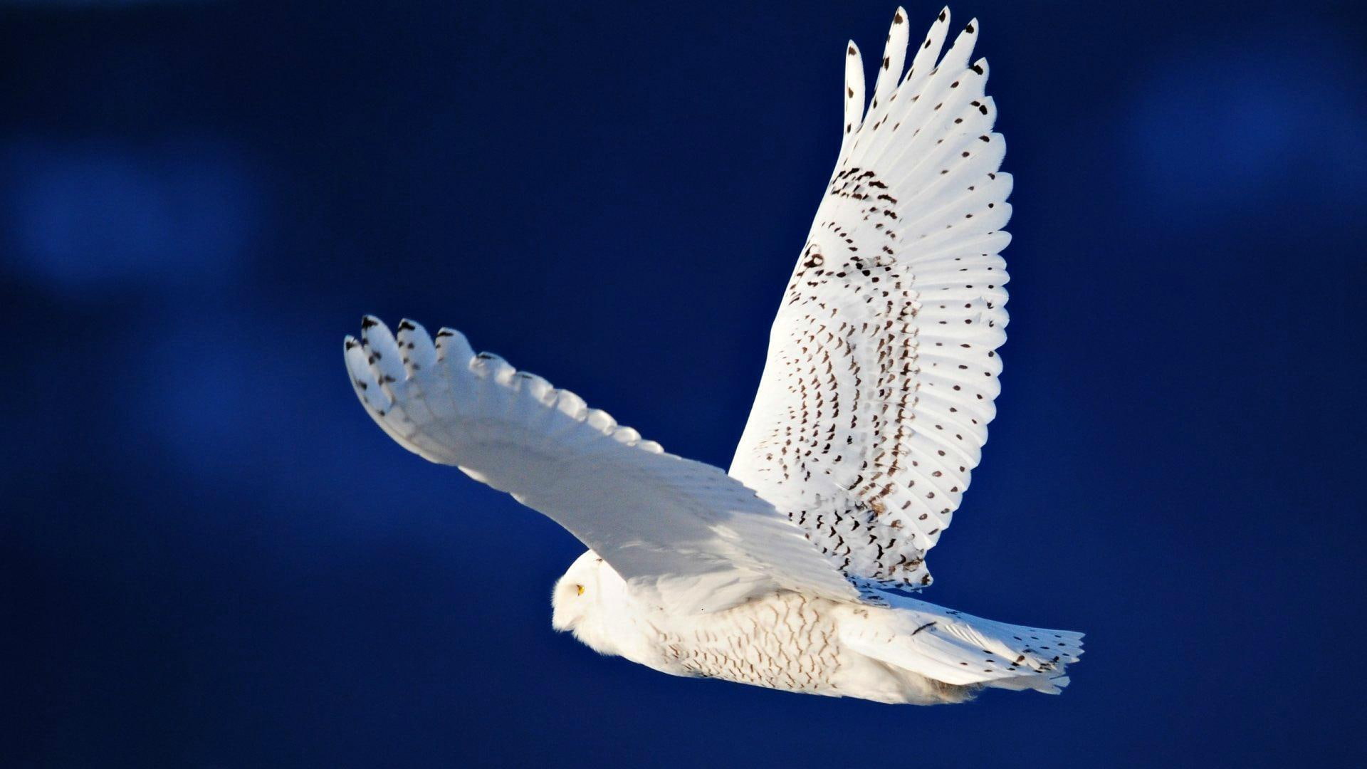 1080P, animals, owl, snowy, nature, white, beauty, birds, HD Wallpaper