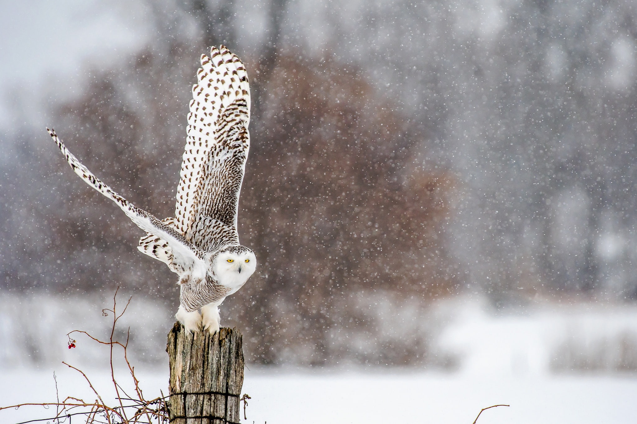 depth, field, snowfall, wildlife, bird, snowy, 1080P, owl, winter, HD Wallpaper