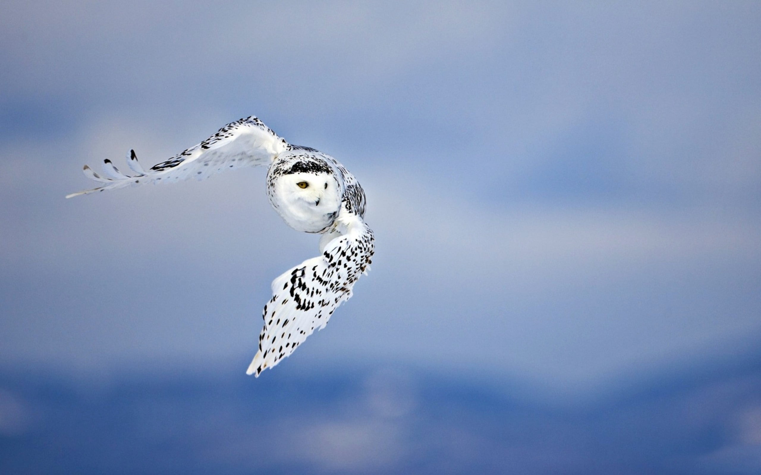 seagull, animal wildlife, white, animal themes, bird, feather, snow, sky, outdoors, no people, flying, beauty In Nature, wildlife, predator, animal body part, HD Wallpaper