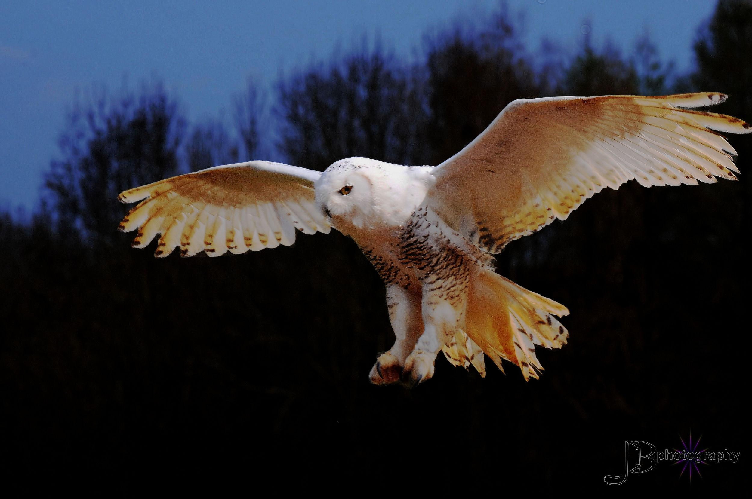 animals, snowy, landing, wings, owl, white, 1080P, HD Wallpaper