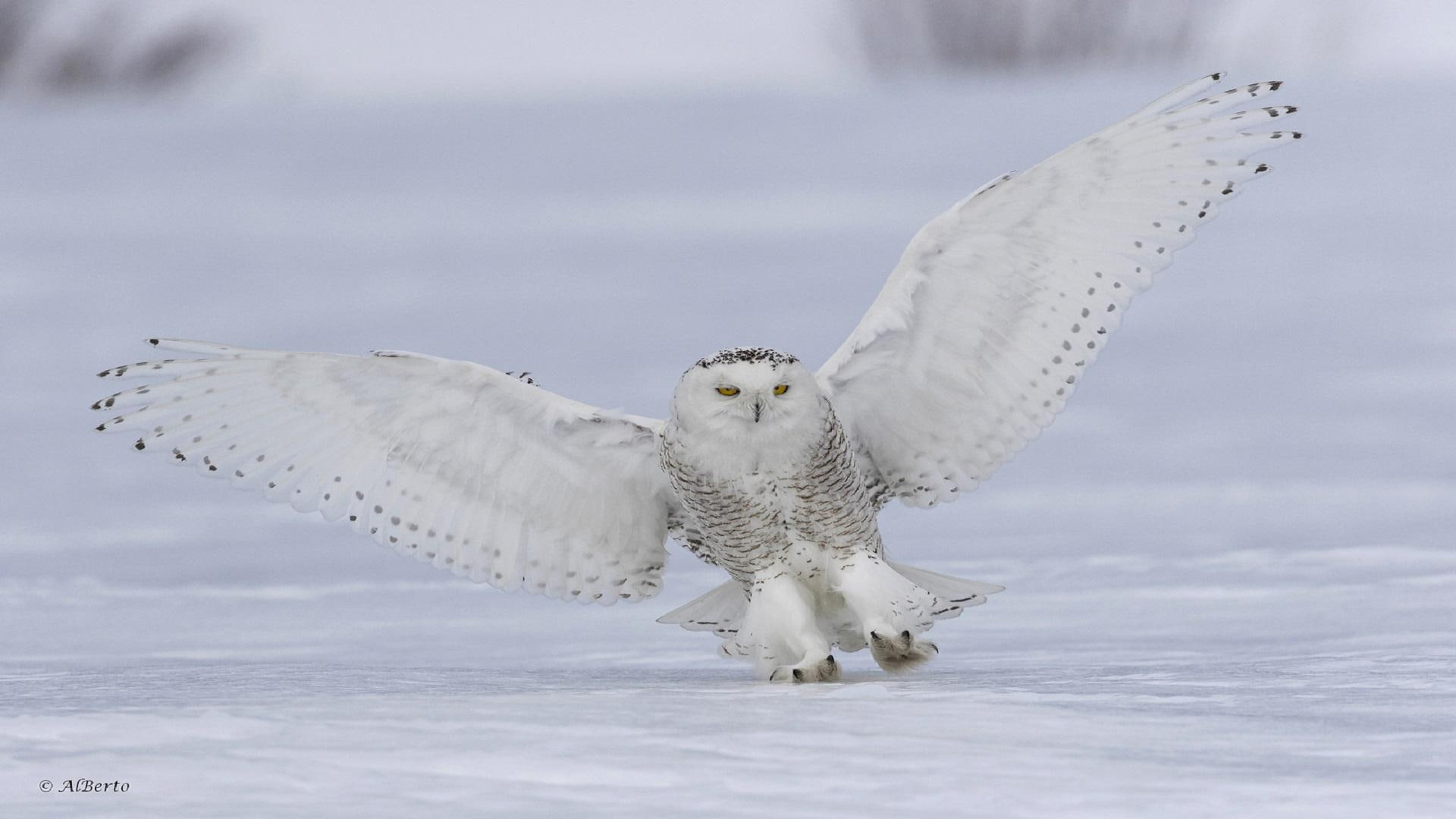 animal themes, snow, outdoors, animal wildlife, no people, cold temperature, vertebrate, 1080P, owl, animals in the wild, winter, day, nature, spread wings, HD Wallpaper