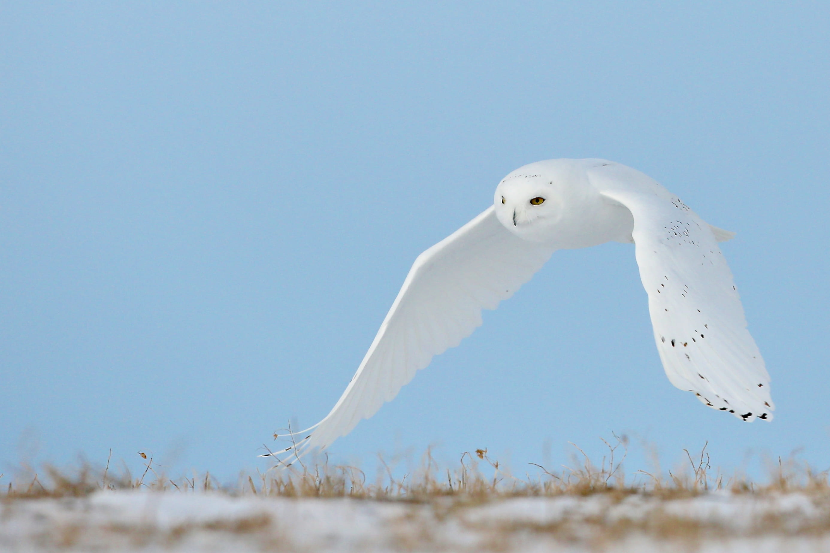 animal, cold, snow, seagull, freedom, outdoors, blue, snowy, sea Bird, beak, snowy owl, beauty In Nature, fly, wildlife, animal Wing, arctic, wildlifephotography, HD Wallpaper