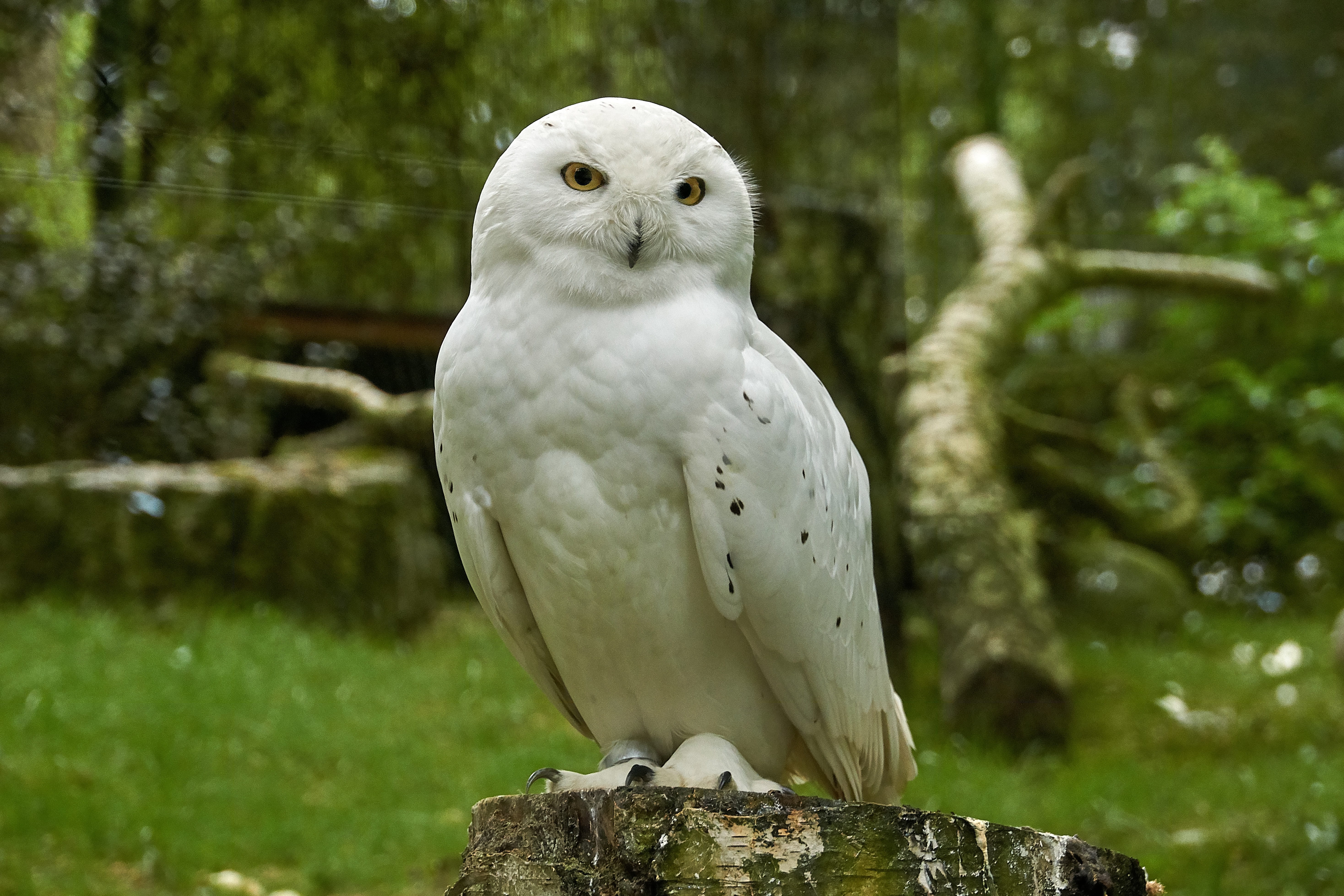 owl, full length, bird, day, one animal, bird of prey, people, beautiful, white, nature, 5K, animal wildlife, snowy owl, animals in the wild, perching, HD Wallpaper