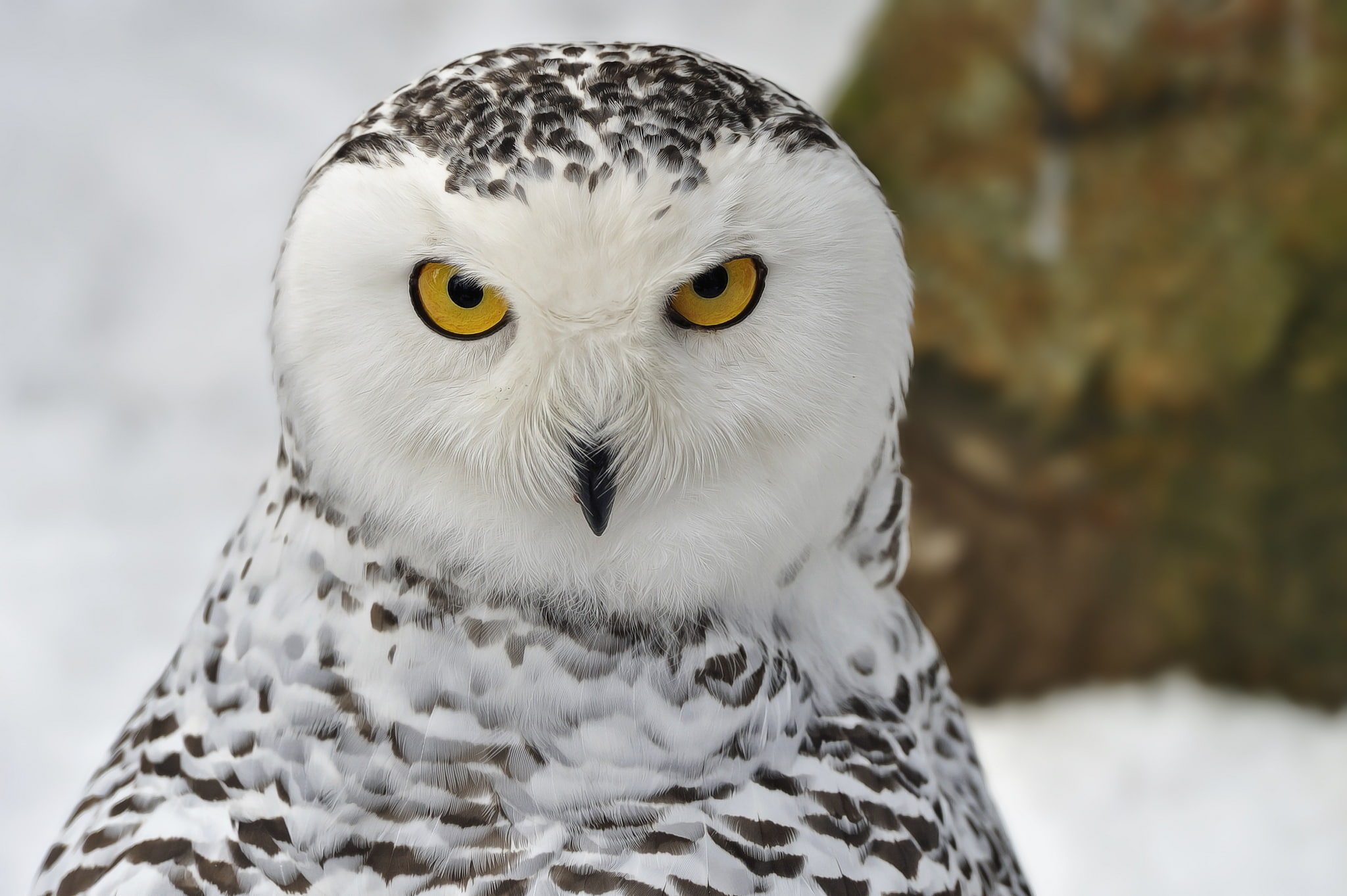 portrait, bird, winter, 1080P, look, snow, Snowy owl, HD Wallpaper