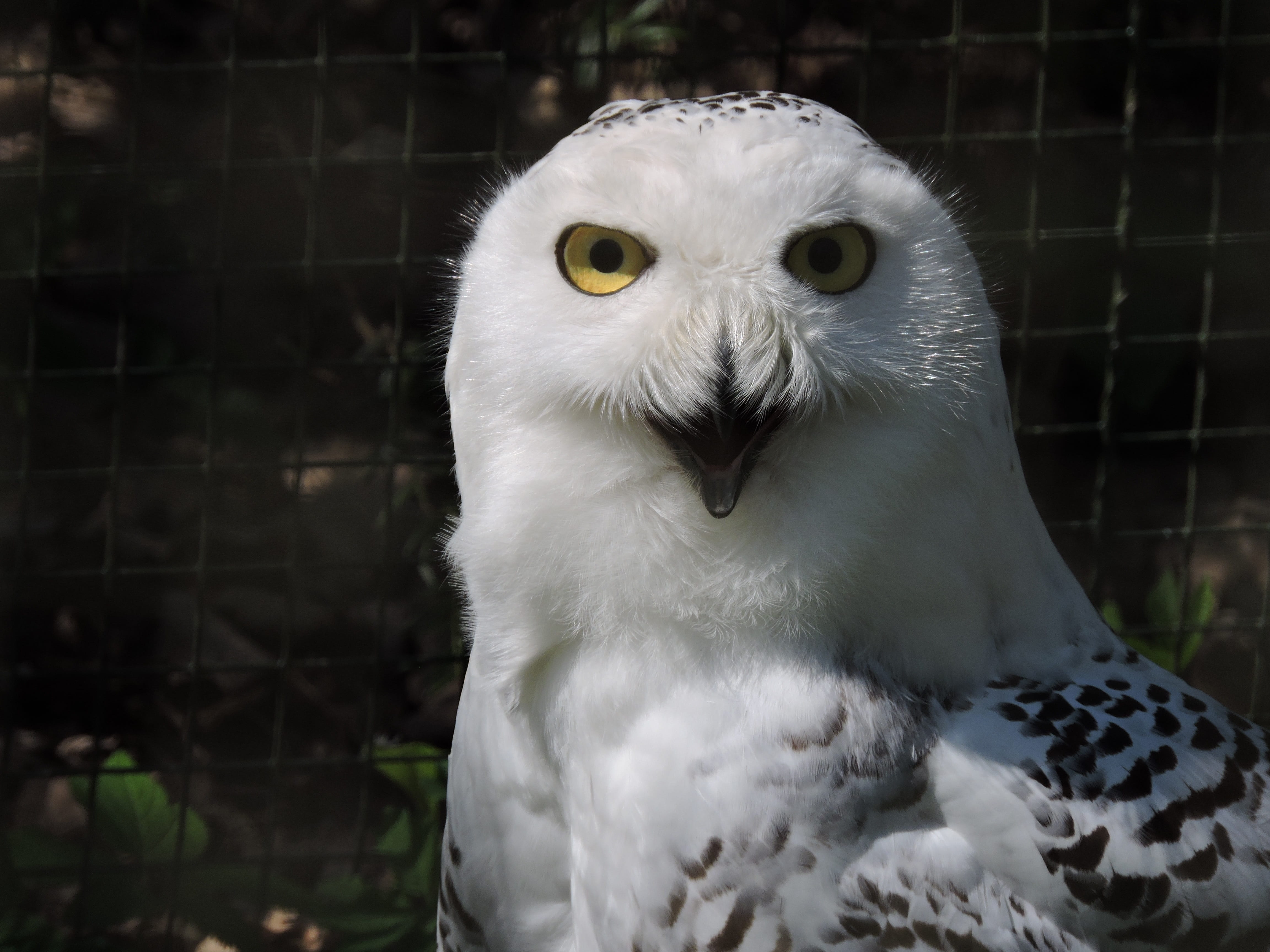 animal, day, animal body part, 4K, no people, outdoors, focus on foreground, bird of prey, owl, white color, close-up, one animal, yellow eyes, animal themes, HD Wallpaper