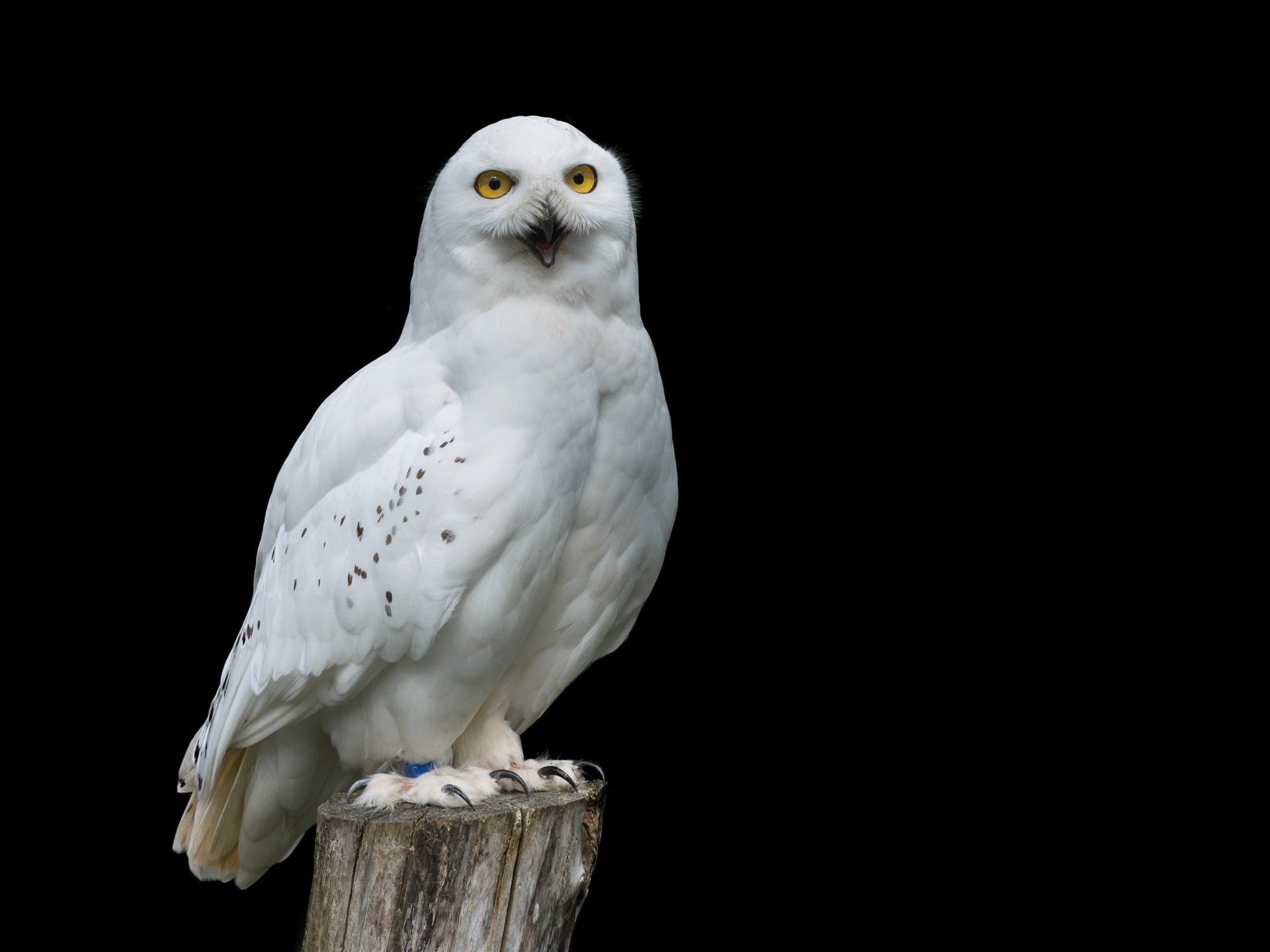 parrot, bird of prey, one animal, close-up, Bird, Snowy Owl, cut out, black background, 1080P, perching, indoors, no people, animal themes, nature, animal wildlife, HD Wallpaper