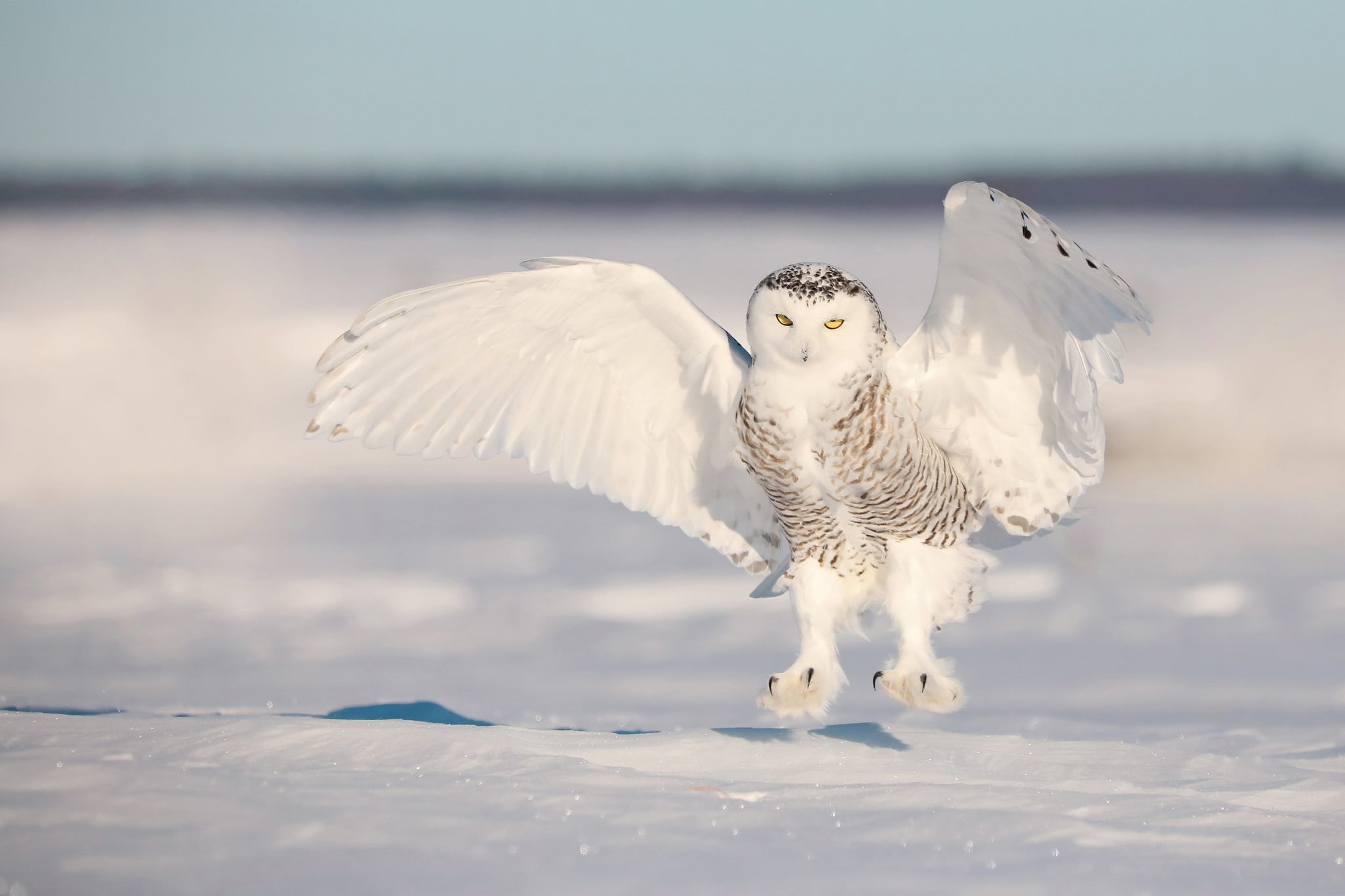 Bird, Snow, Owl, Birds, Wildlife, 1080P, Snowy Owl, HD Wallpaper