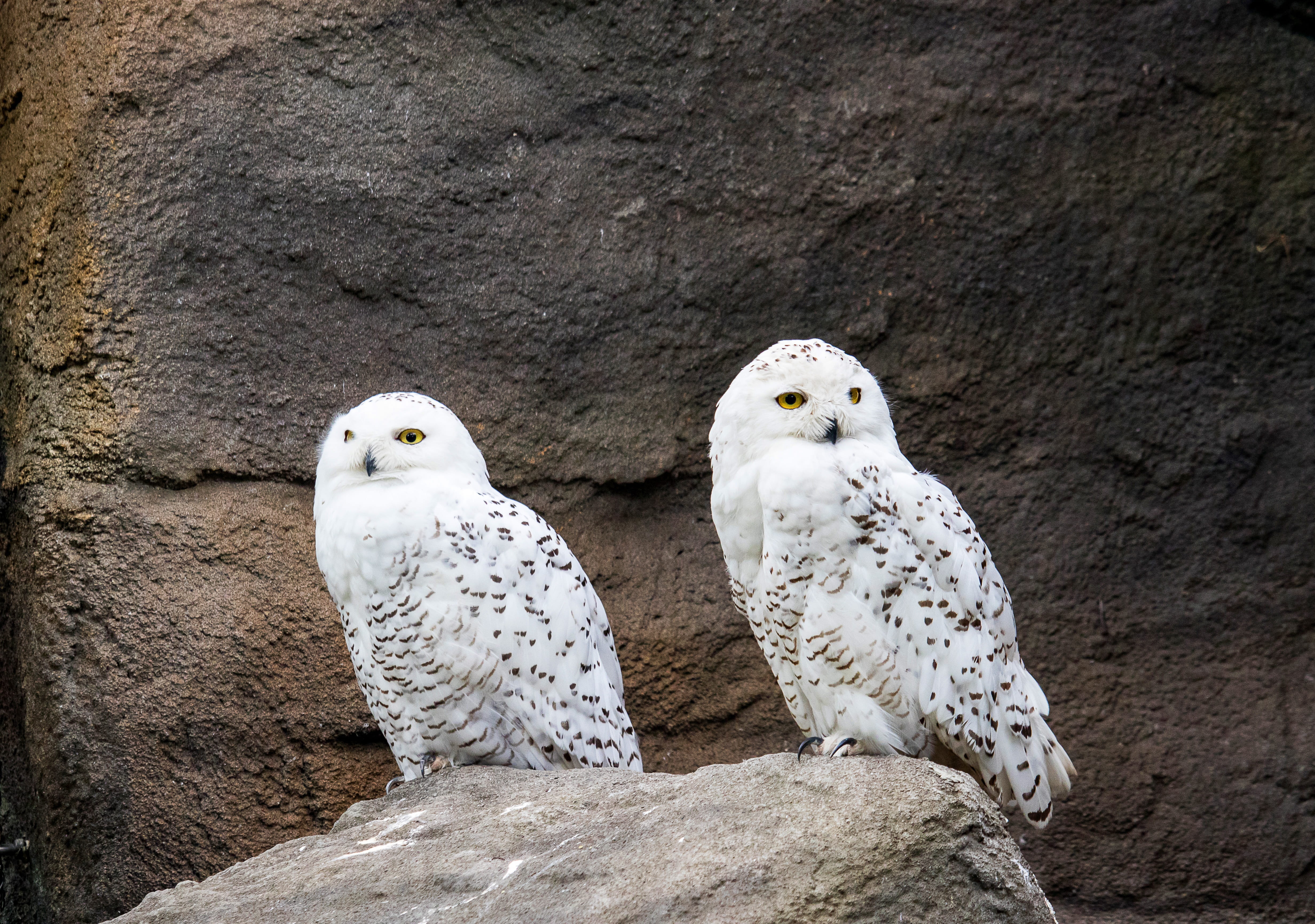white color, solid, animal themes, white, vertebrate, day, animal world, zoo, enclosure, 4K, owl, togetherness, perching, animal, rock, two animals, group of animals, HD Wallpaper