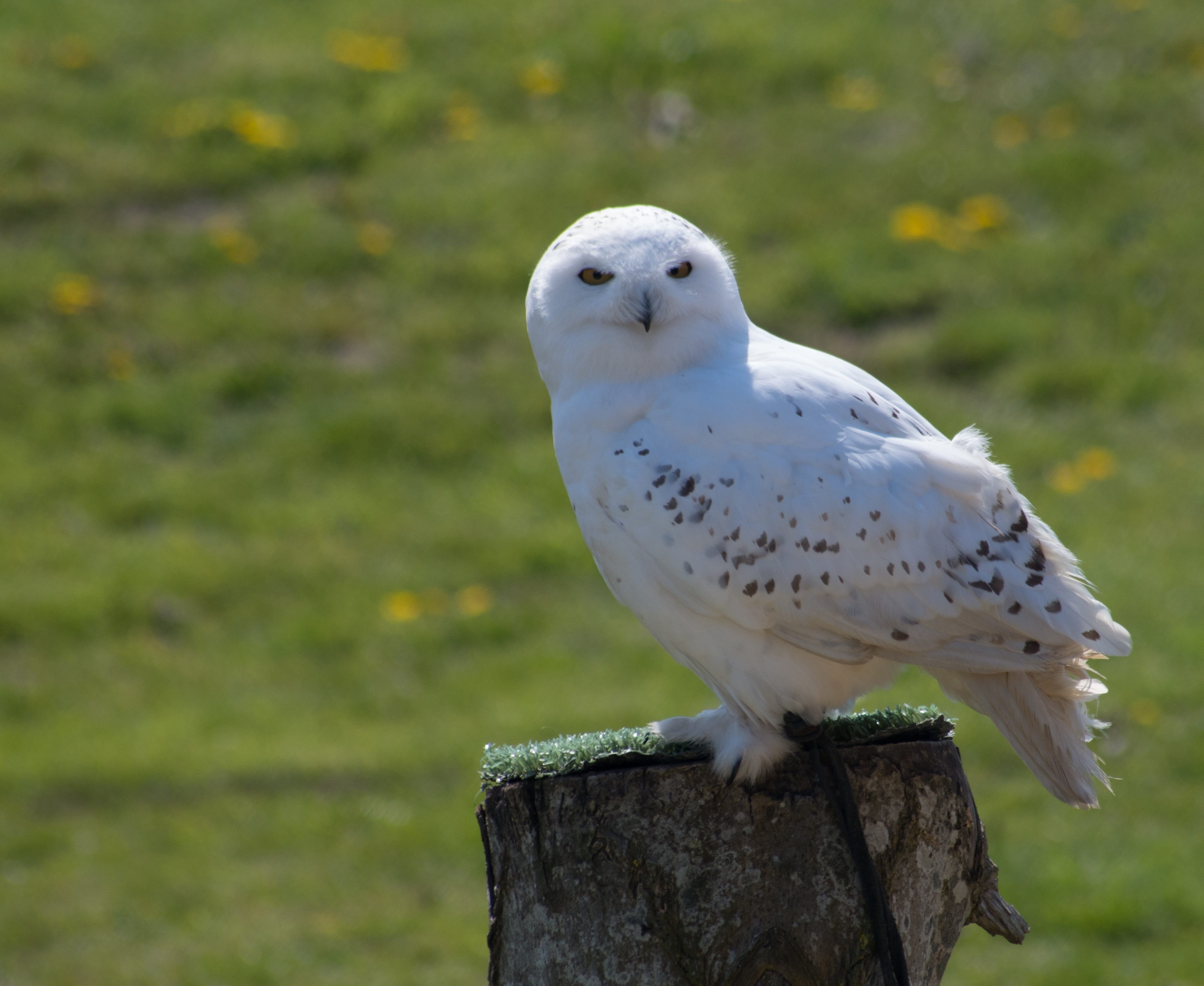 barn, animals in the wild, wood - material, bird, perching, wooden post, black, bird of prey, owl, white color, 2K, white, animal, animal themes, snowy owl, HD Wallpaper