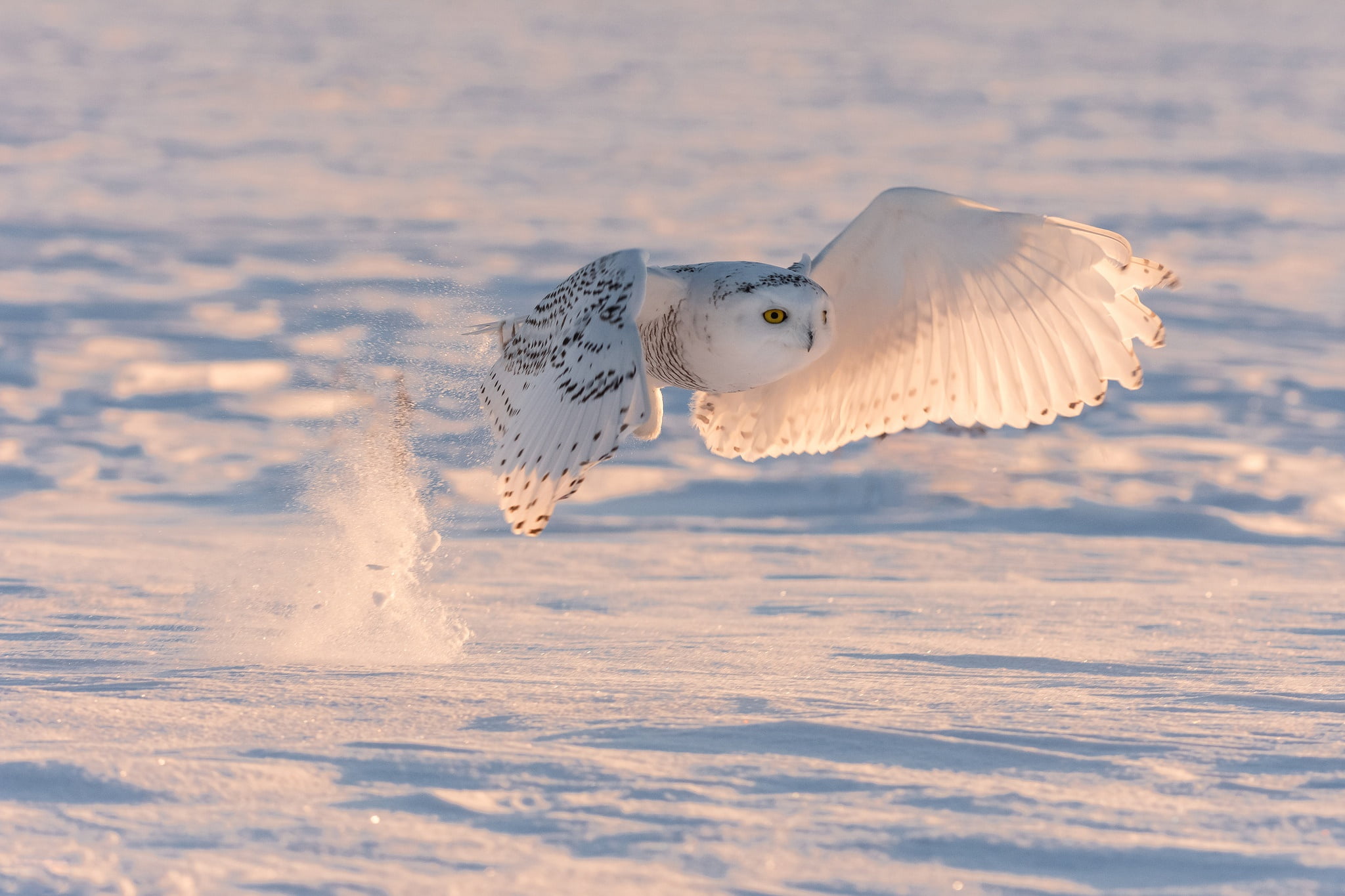 Snow, Bird, 1080P, Owl, Birds, Wildlife, Snowy Owl, HD Wallpaper