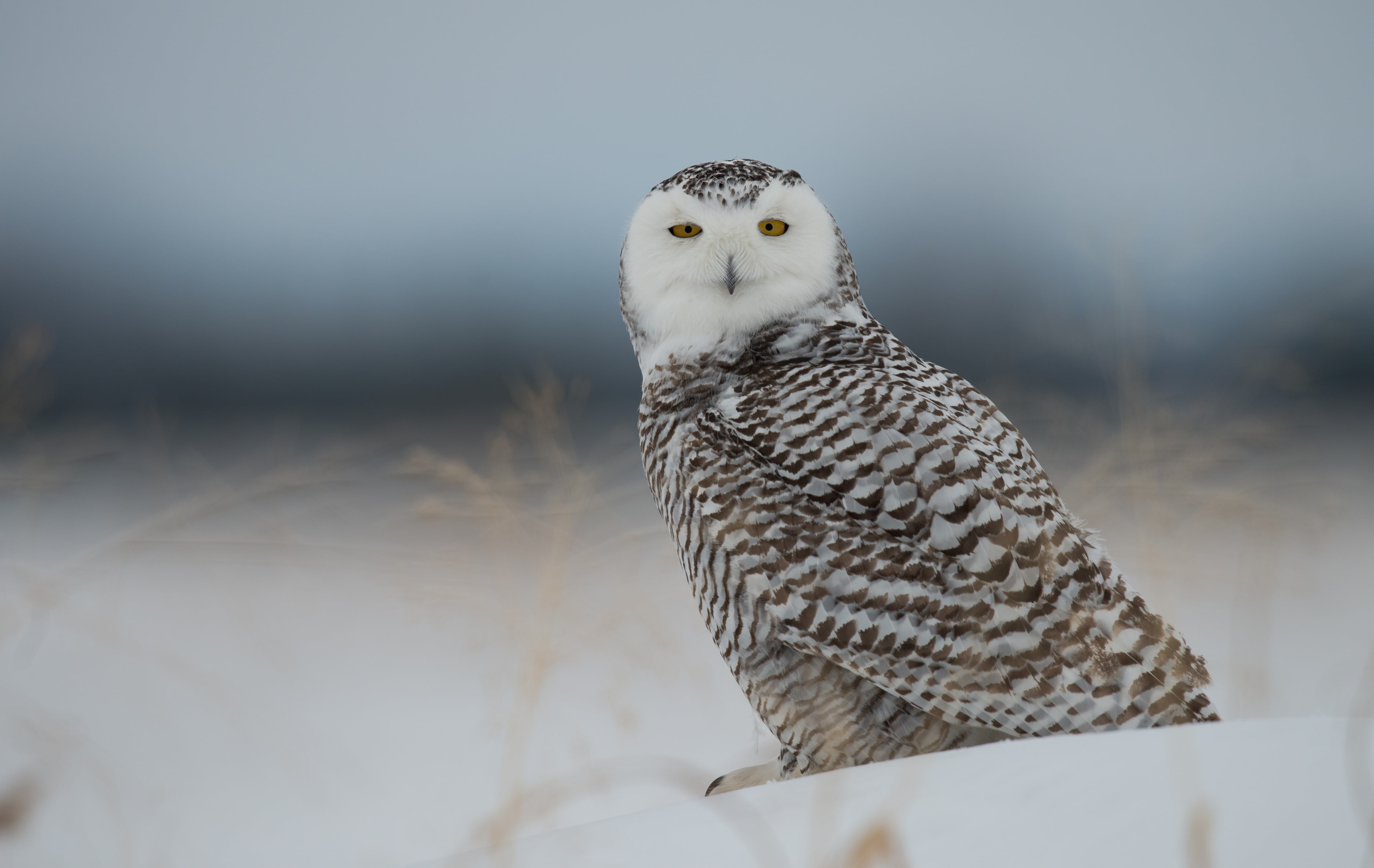 one animal, Snowy owl, Snow, nature, Owl, close-up, focus on foreground, 4K, perching, portrait, vertebrate, animal, day, Bird, outdoors, animal themes, HD Wallpaper