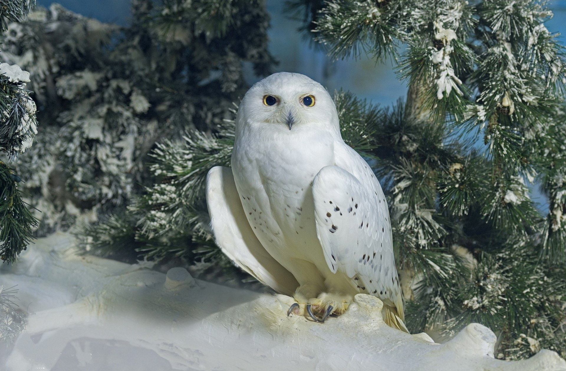 Birds, Fir Tree, Winter, 1080P, Snowy Owl, HD Wallpaper