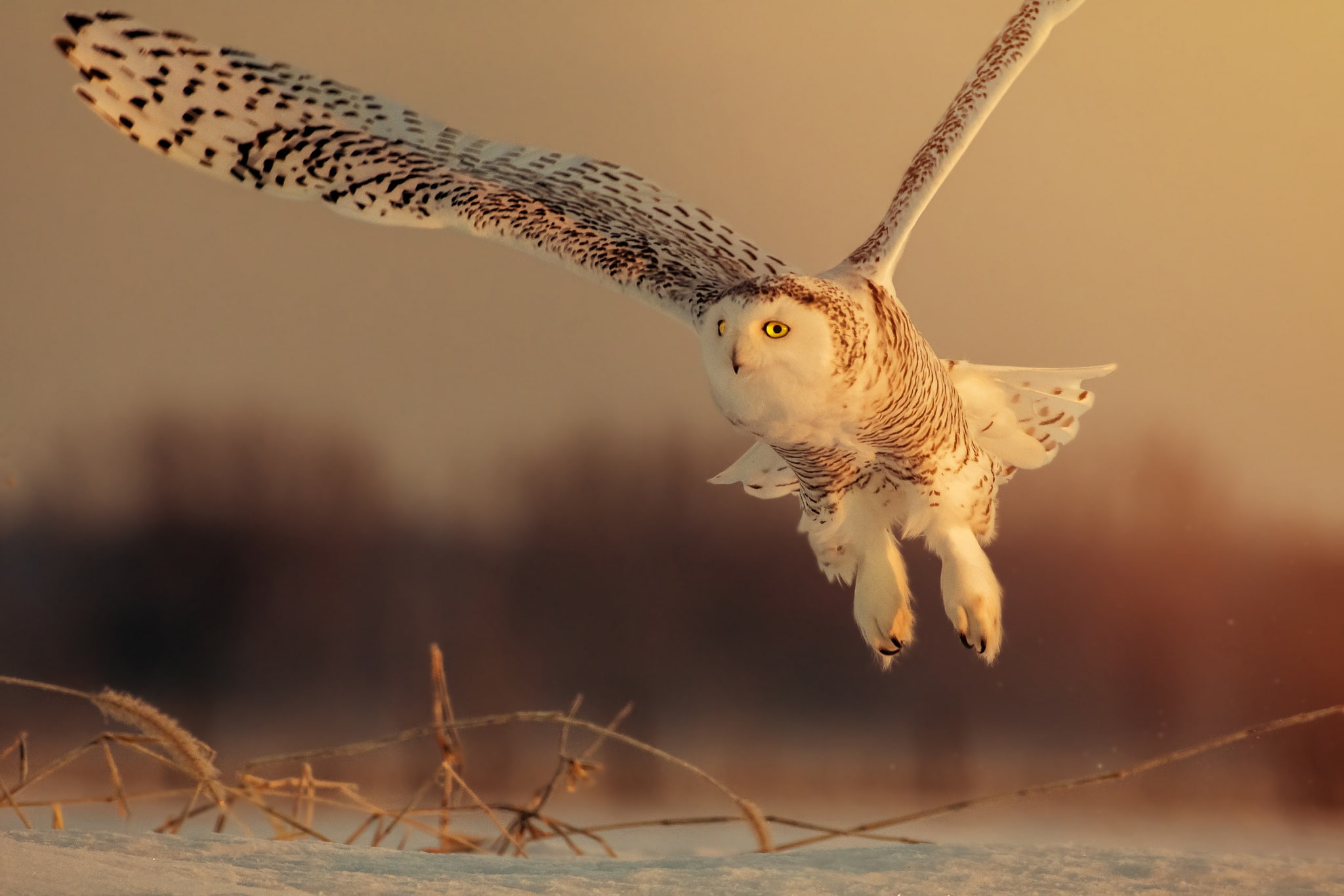 field, wildlife, owl, depth, bird, 1080P, snowy, HD Wallpaper