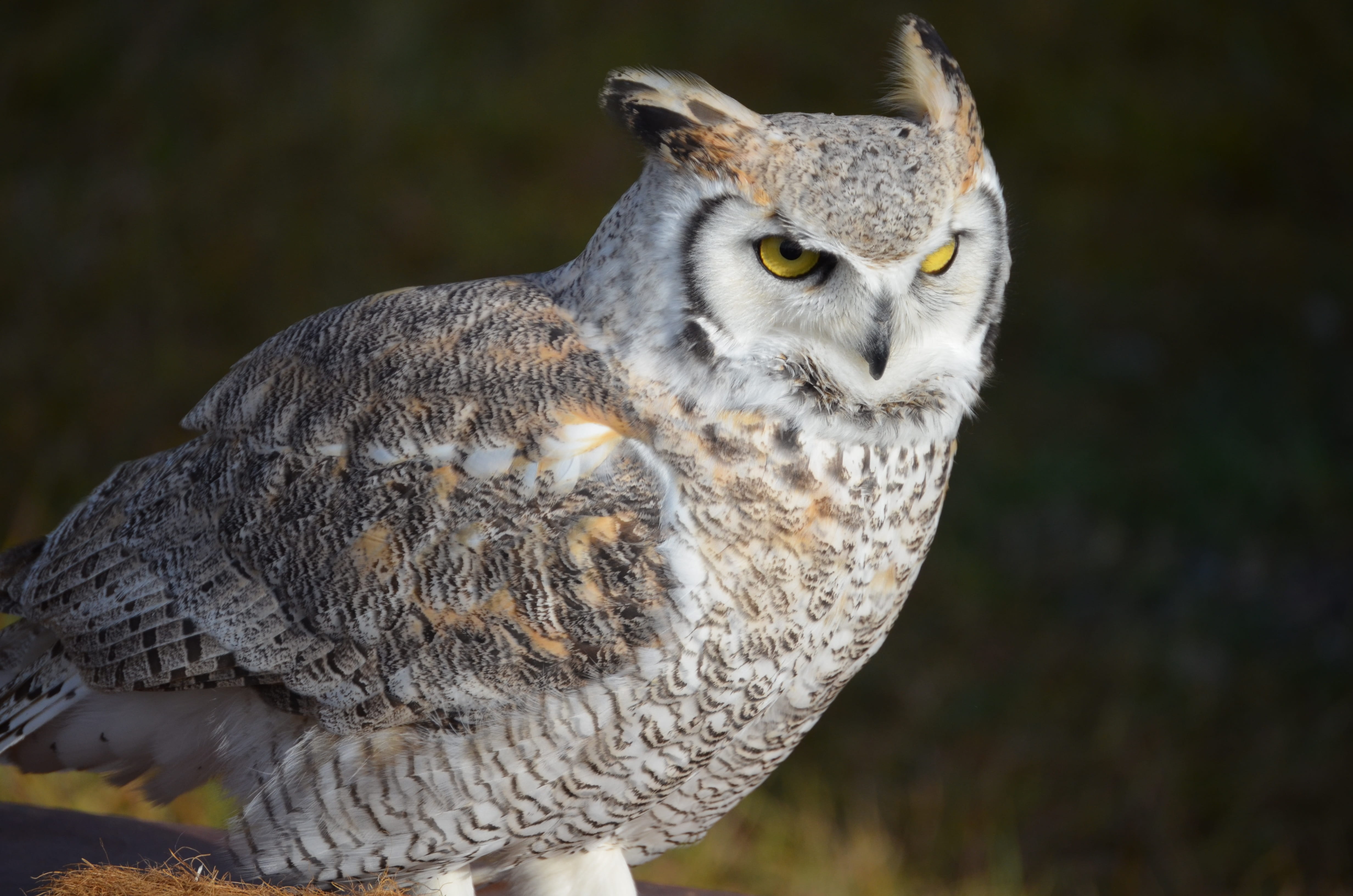 animal eye, animal recording, animal wildlife, focus on foreground, animal, one animal, beautiful, nature, animal themes, feather, outdoors, yellow eyes, HD Wallpaper