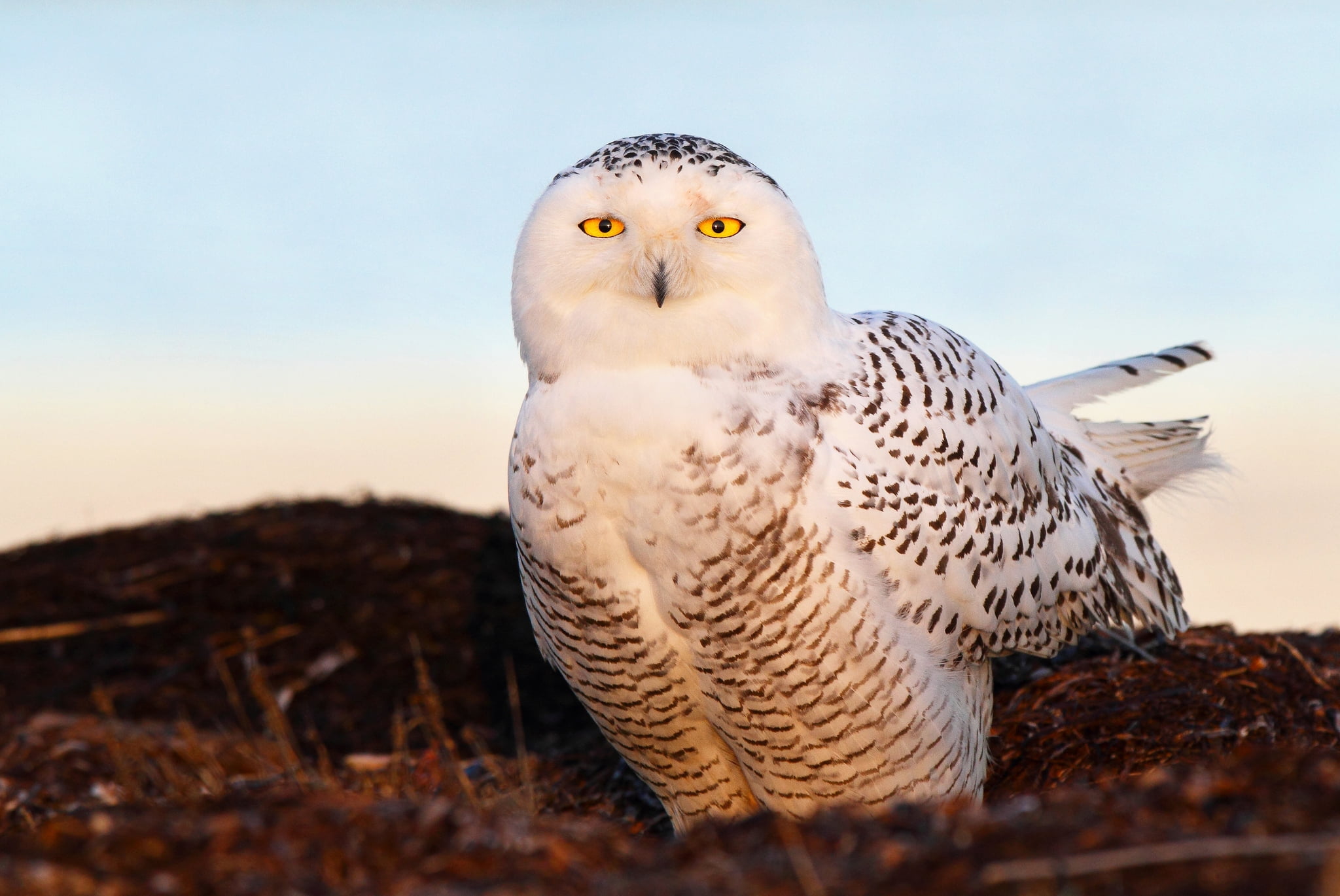 looking at camera, no people, bird of Prey, one animal, hawk - Bird, day, white, eyes, brown, outdoors, animal wildlife, carnivore, vertebrate, snowy owl, HD Wallpaper