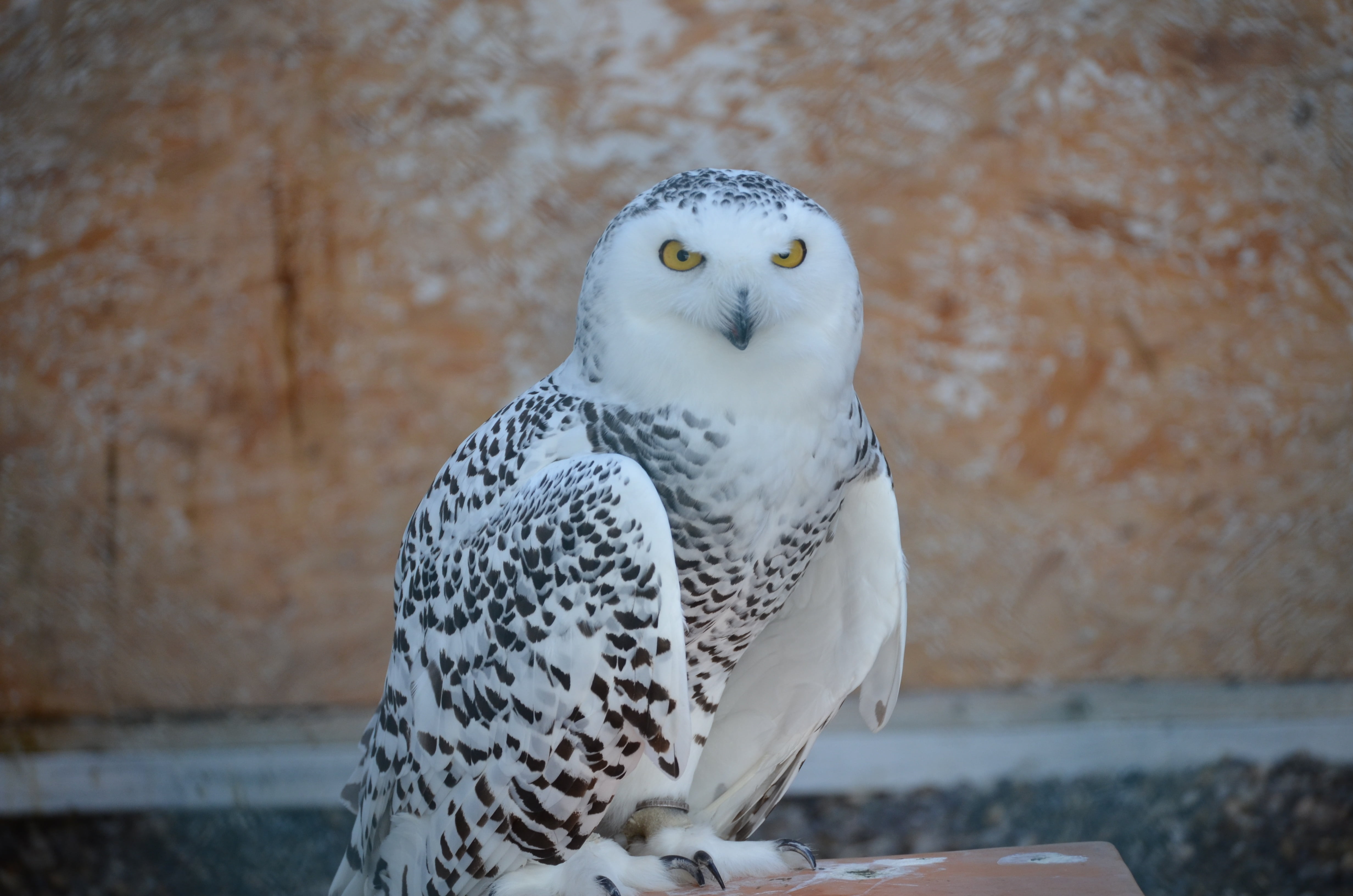 one animal, looking, day, spotted, animal Eye, nature, focus on foreground, falcon - Bird, beak, animal wildlife, hawk - Bird, animal Wing, carnivore, vertebrate, HD Wallpaper