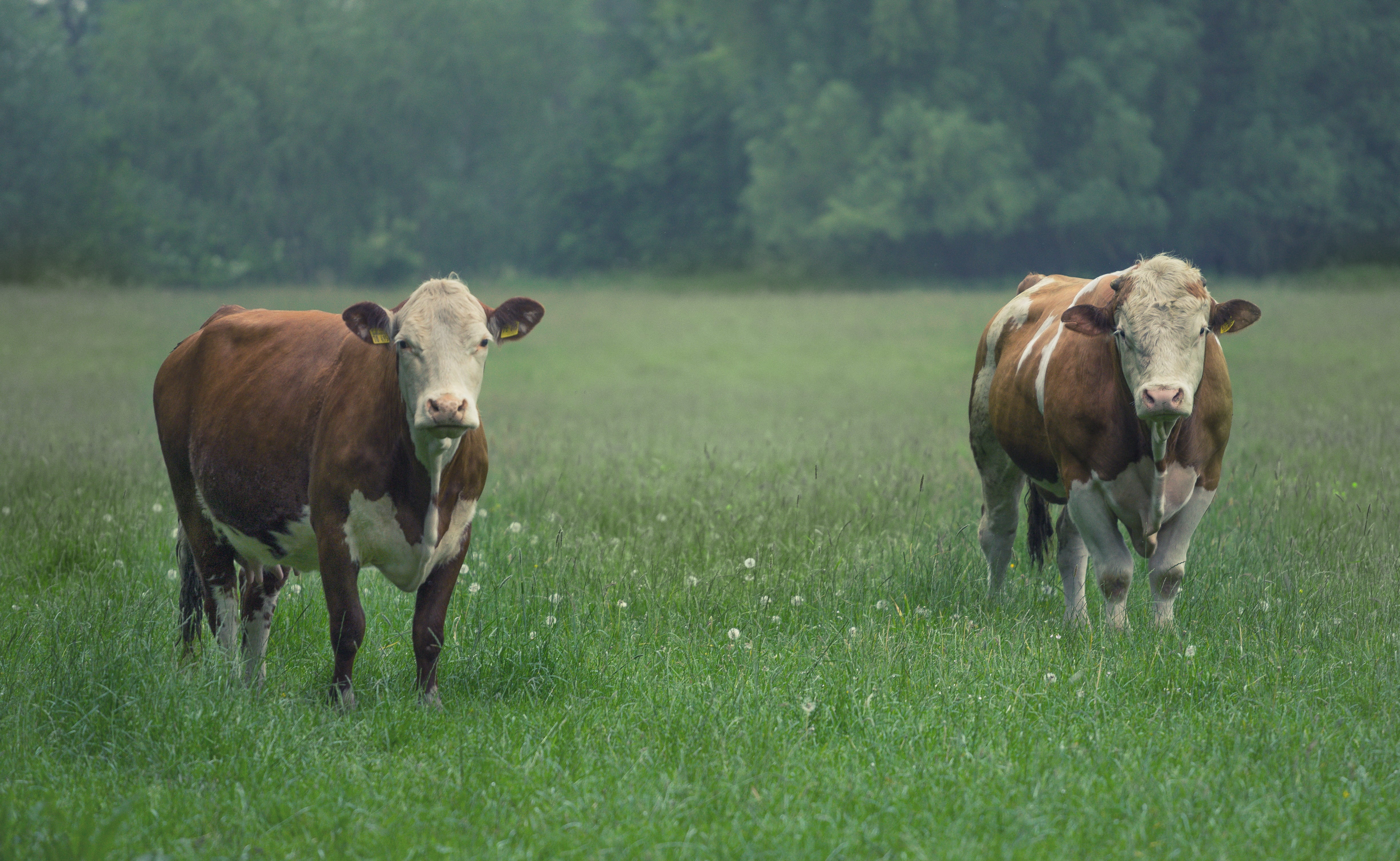 day, 4K, bull, cattle, no people, grass, agriculture, beef, imposing, pets, spotted, pasture, snout, farm, giant trevally, domestic cattle, animal, domestic, HD Wallpaper
