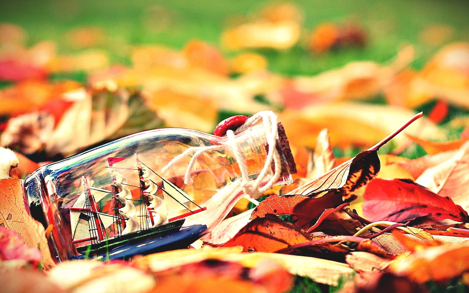 imposible, plant, bottle, clear, orange color, leaf, day, close-up, plant part, selective focus, fullscreen, glass, change, freshness, full screen, HD Wallpaper