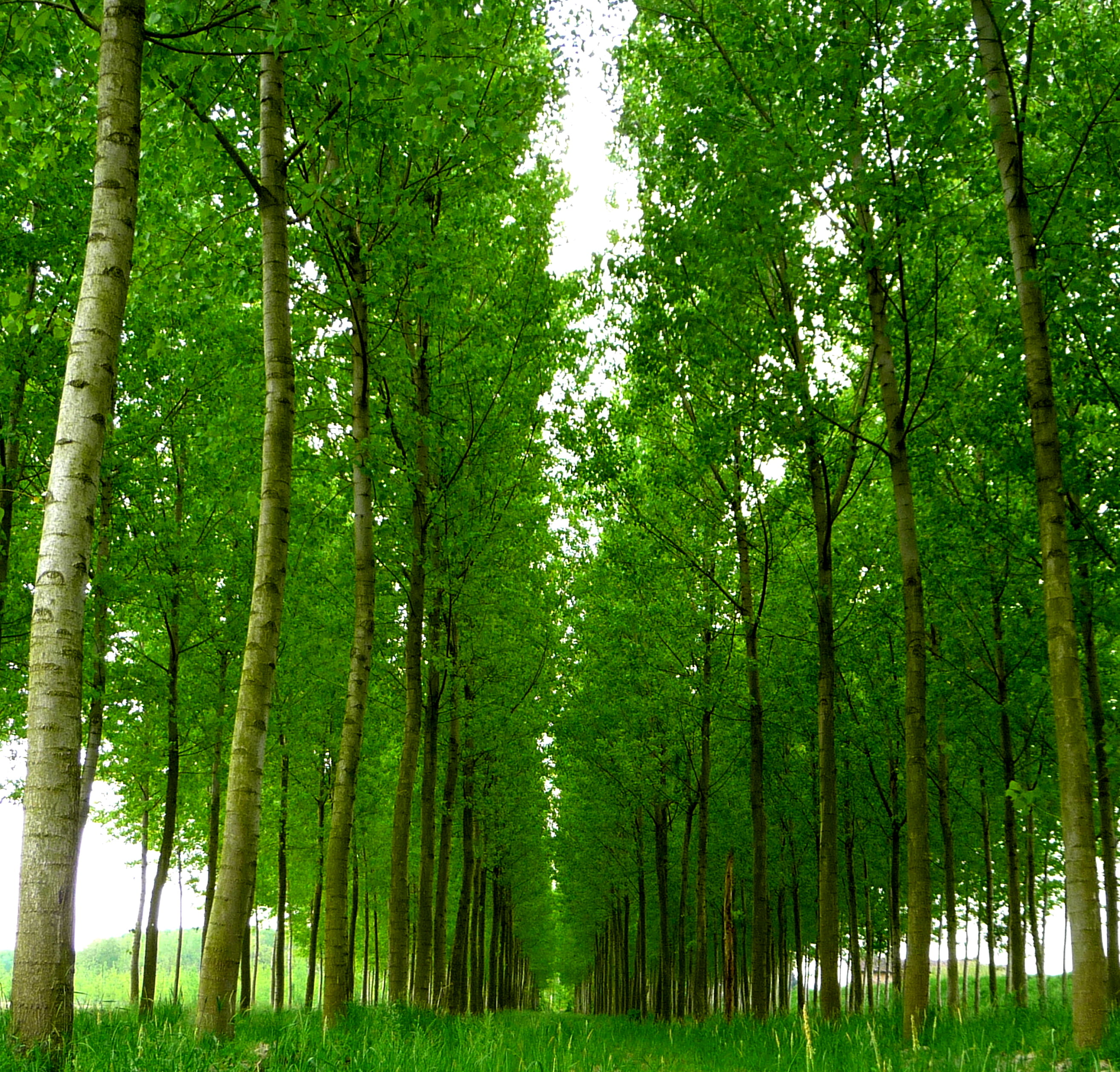 photo, summer, blue, tree, 2K, woodland, outdoors, green, green Color, forest, poplars, fuga, di, sky, Punto, nature, blue sky, leaf, pioppi, trees, landscape, HD Wallpaper