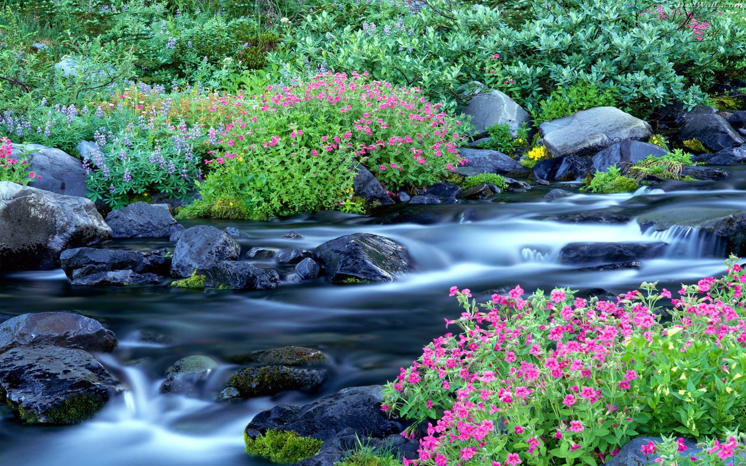 2K, washington, rainier, river, national, mount, park, paradise, HD Wallpaper