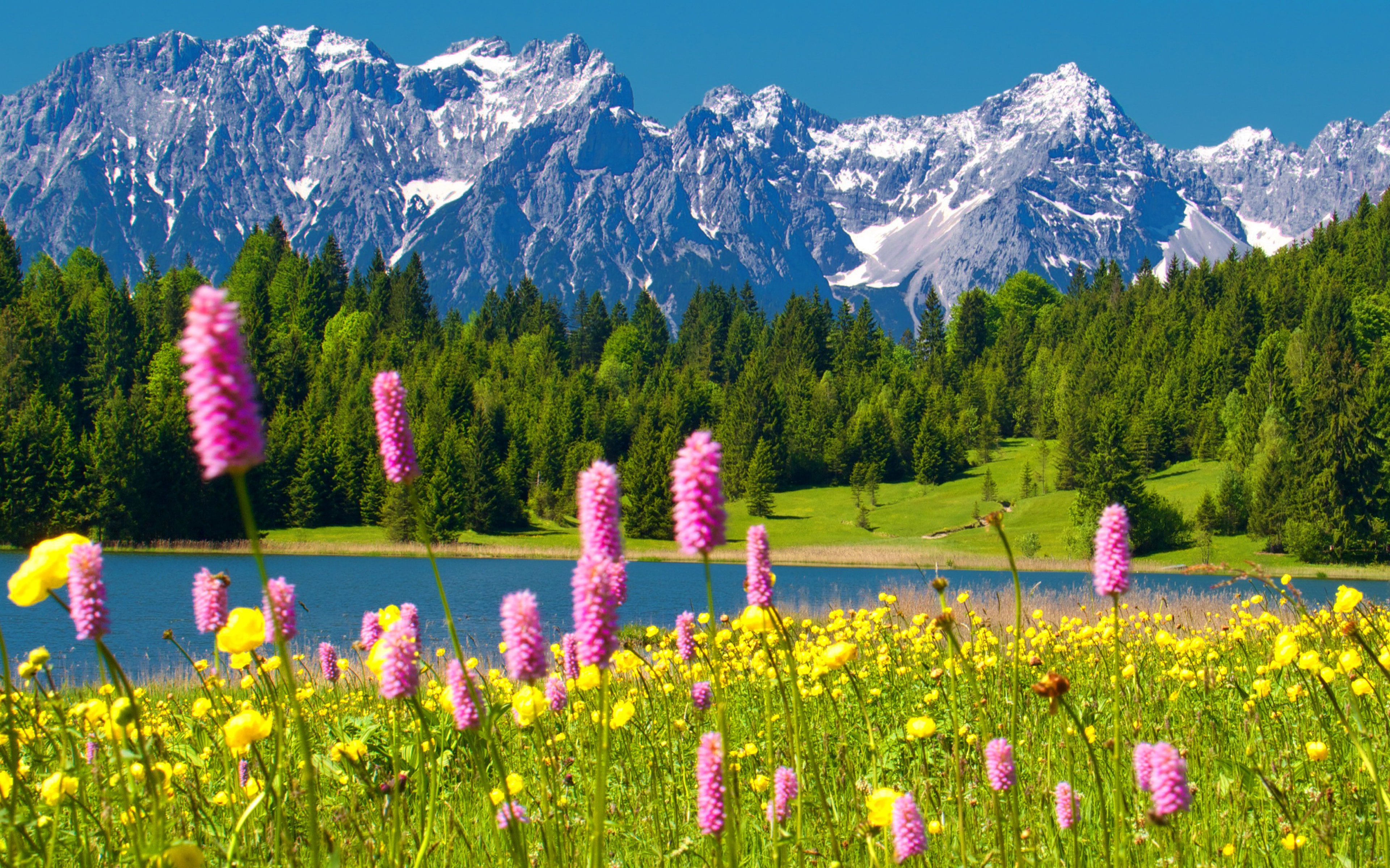 snowy, spring, environment, beauty in nature, flowering plant, lake, flower, scenics - nature, tranquil scene, yellow, day, landscape, grass, HD Wallpaper