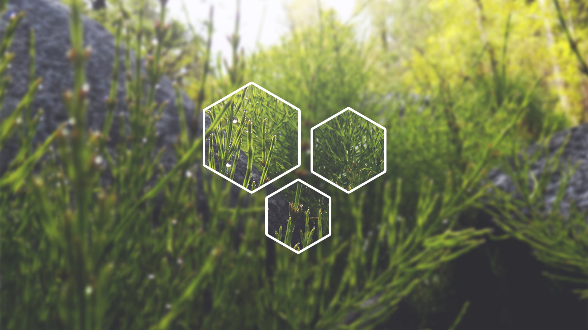 design, sunlight, shape, creativity, day, outdoors, metal, polyscape, plant, land, leafed, tranquility, tree, close-up, grass, focus on foreground, green, HD Wallpaper