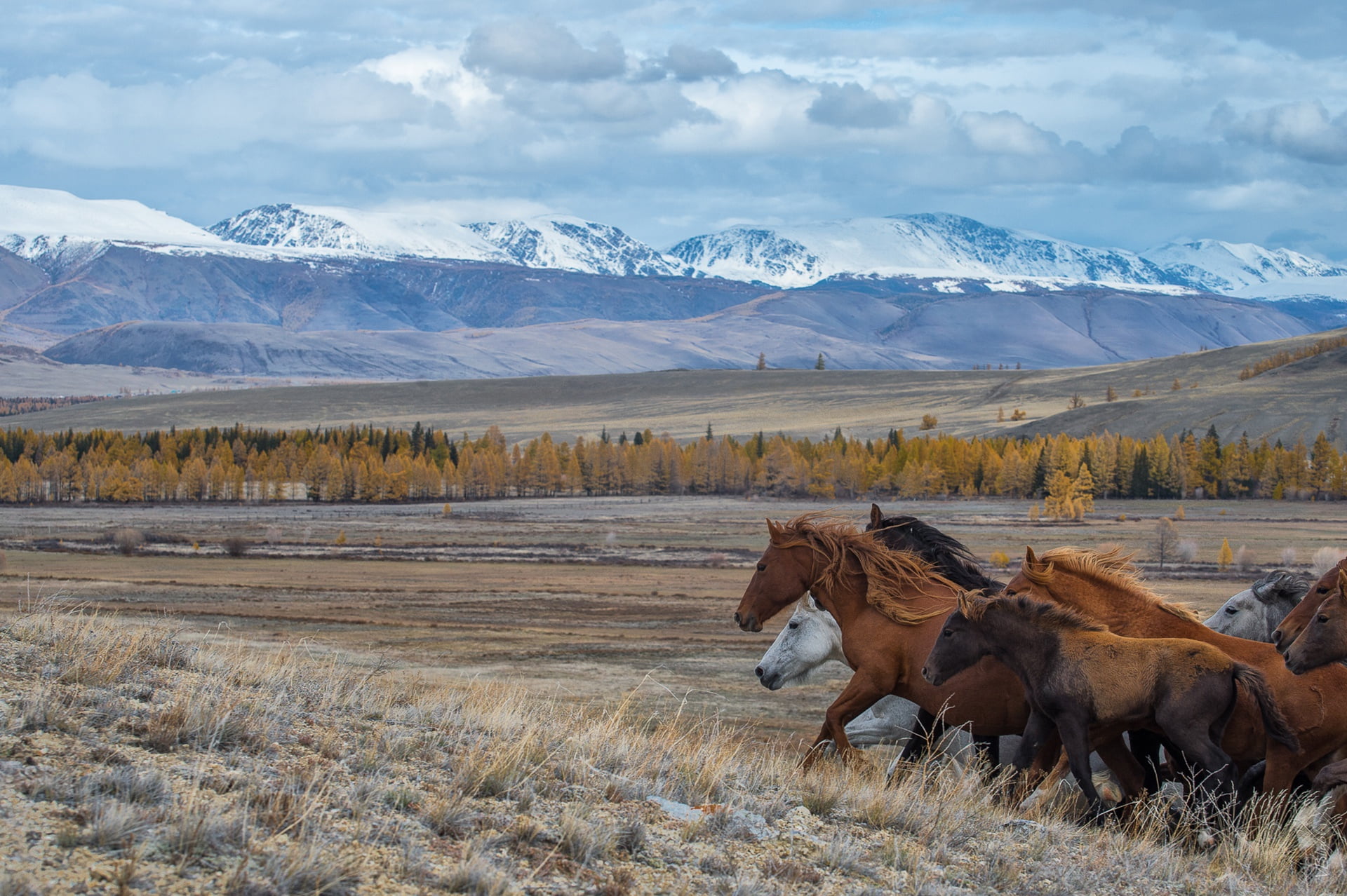 Kurai steppe, the steppe, running, 1080P, Altay, The Altai Mountains, horses, HD Wallpaper