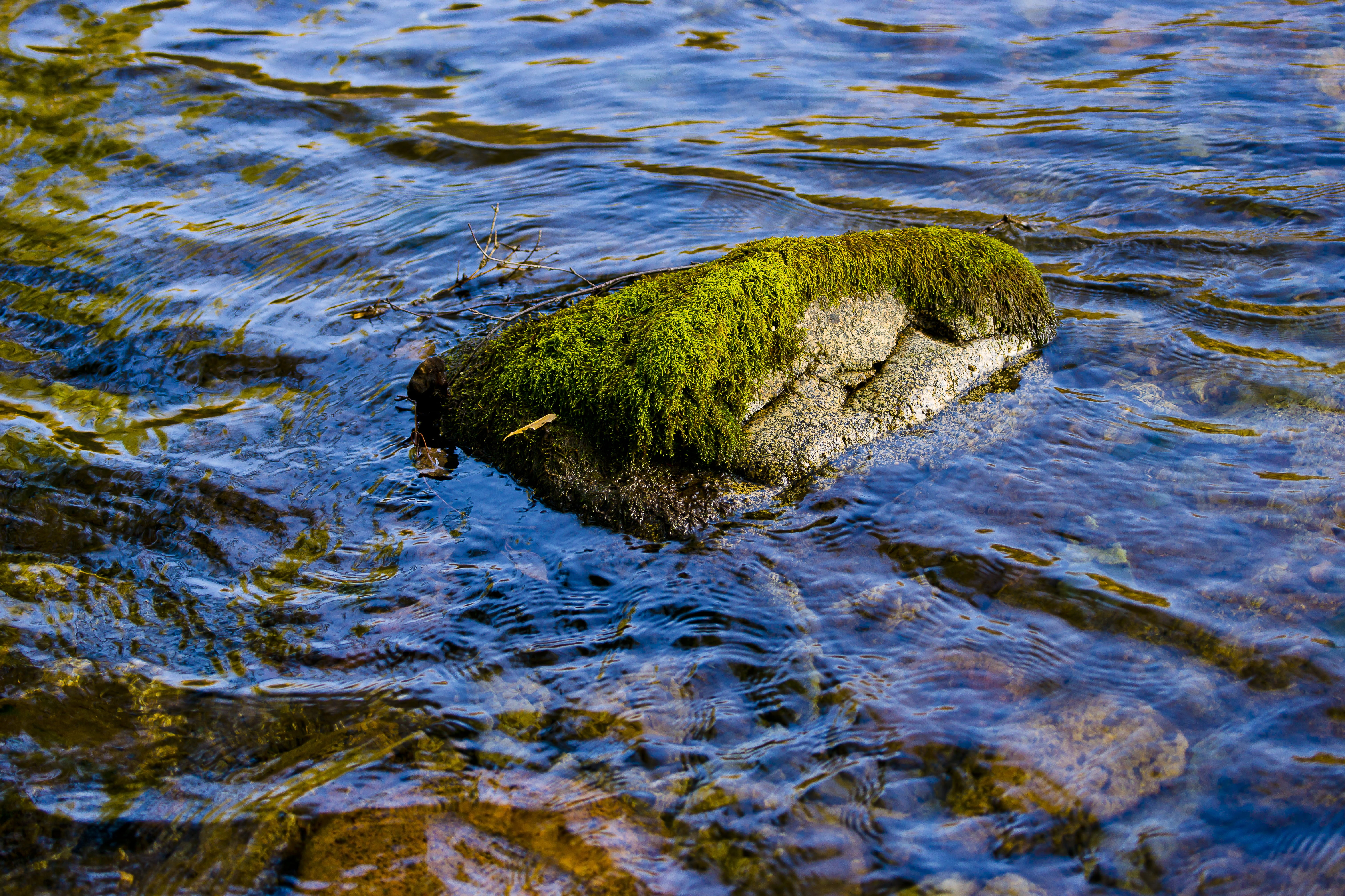 river, the effect of, republic, moss, day, outdoor, nature, animal, wild, russia, beauty, high angle view, travel, altai, blue, animal themes, lake, mountain, HD Wallpaper