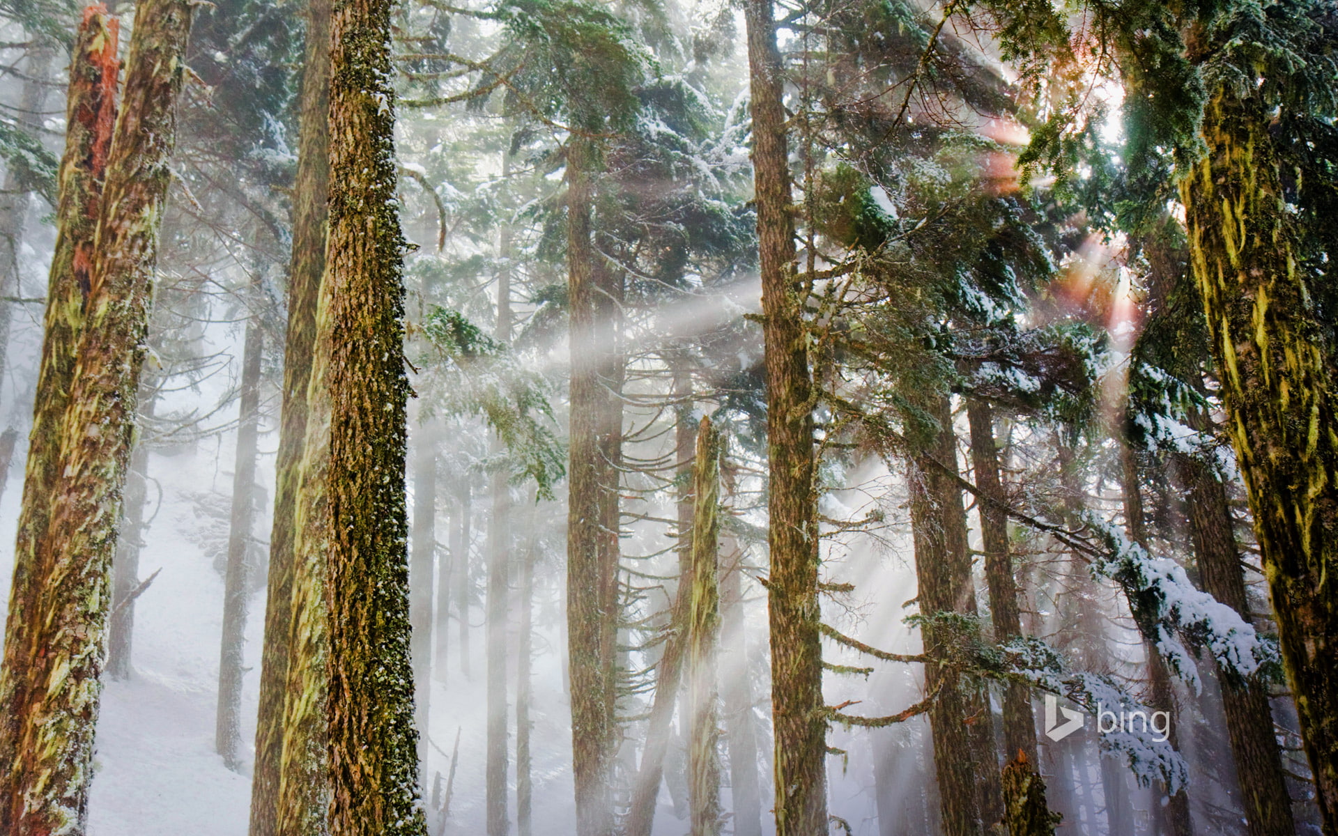 forest, rays, Mount Baker-Snoqualmie National Forest, USA, pine, 1080P, winter, Washington, light, HD Wallpaper