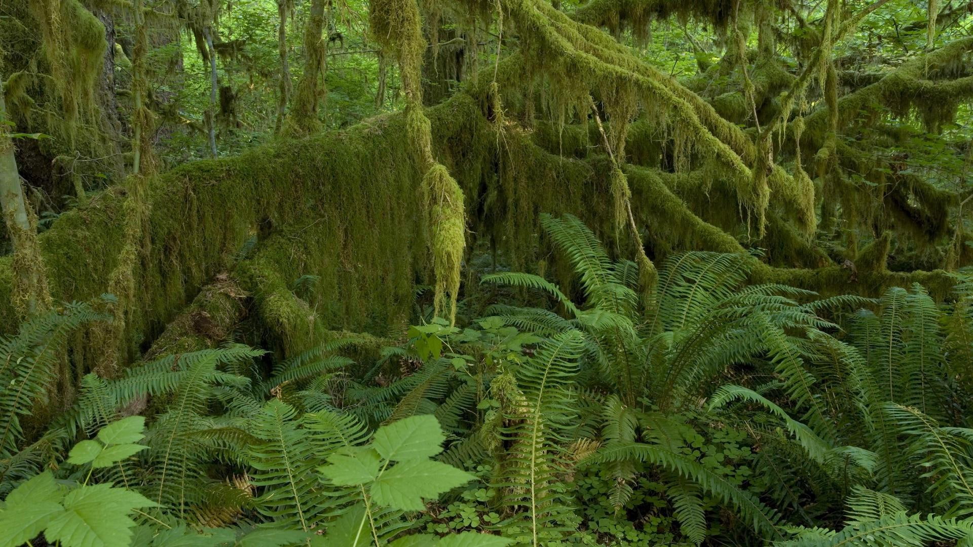 park, washington, forest, olympic national park, national, nature, rain, hoh rain forest, plant, 1080P, leaved, 1920x1080, green, olympic, hoh, HD Wallpaper