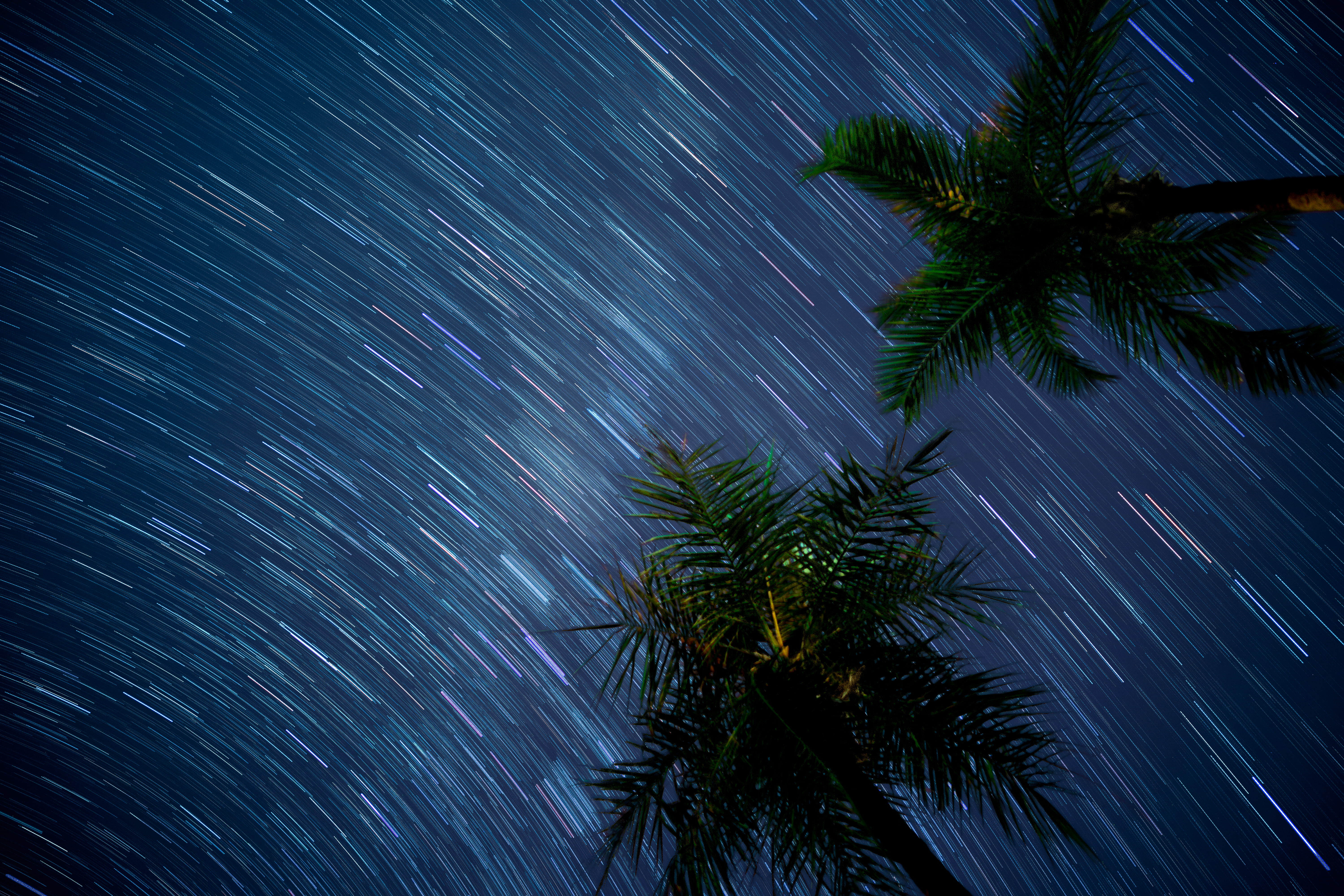 shower, nature, movement, scenics - nature, palm tree, tree, photography, tropical climate, low, palm leaf, long exposure, 5K, outdoors, coconut palm tree, HD Wallpaper