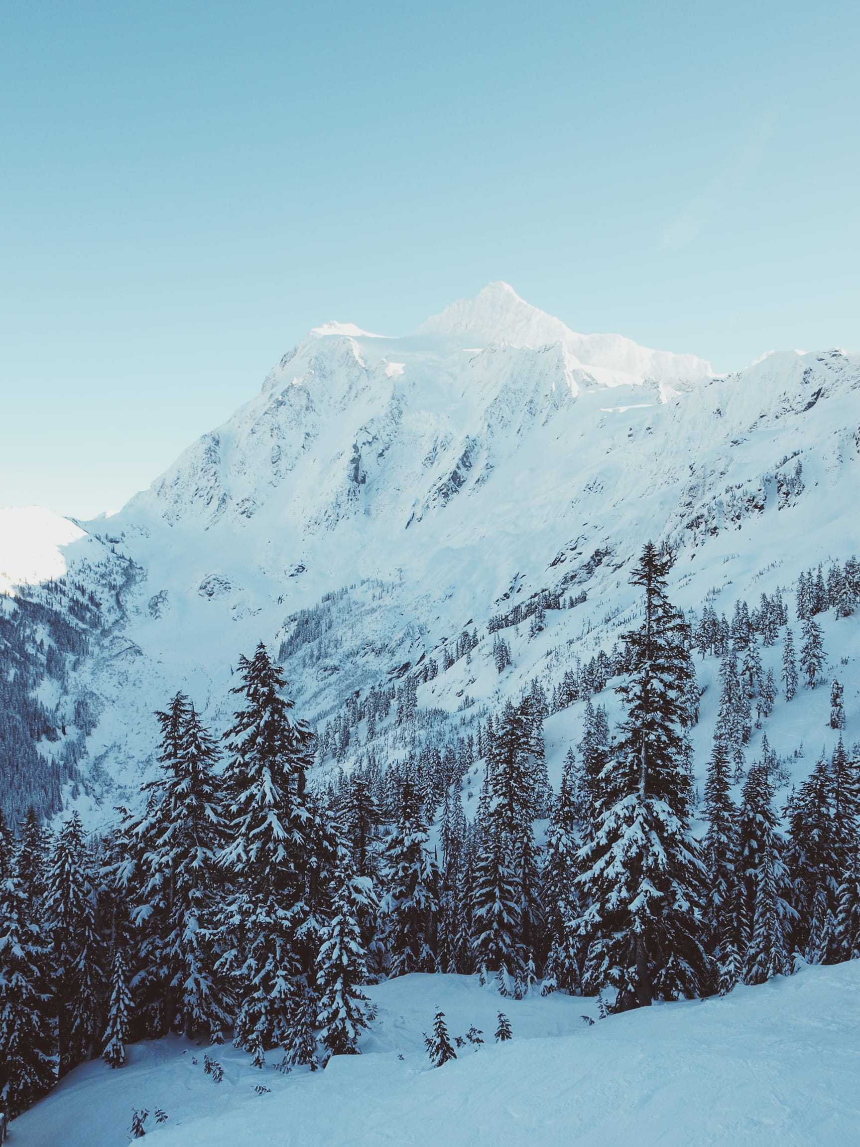 sky, scenics - nature, tree, tranquility, pacific north west, trees, no people, environment, white color, snowcapped mountain, coniferous tree, mount baker national forest, Phone HD Wallpaper
