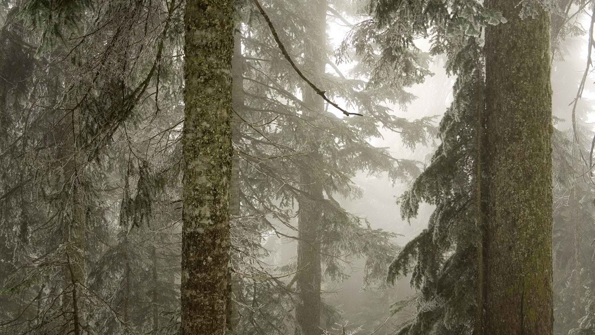 washington, trees, fog, ice, forests, national, 1080P, mount, baker, HD Wallpaper