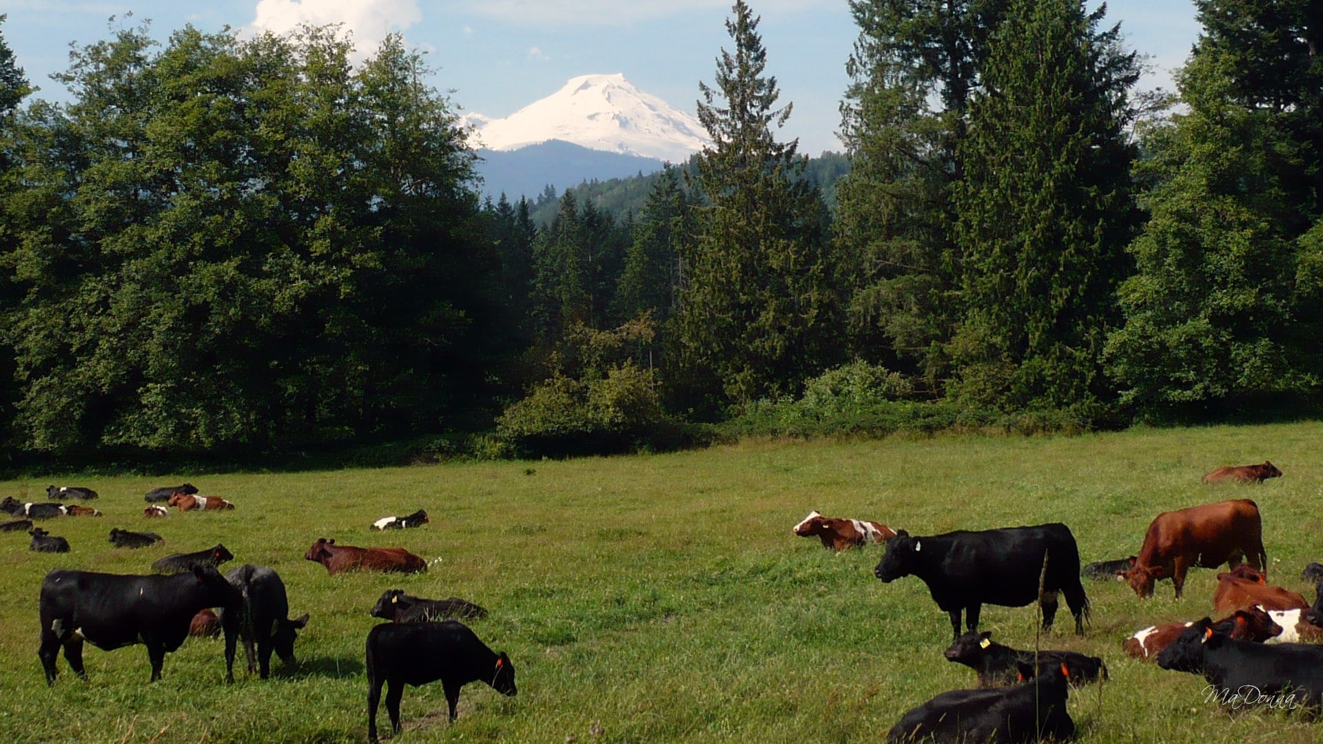 cows, art, farm, summer, sky, Field, mountain, mount, nature, hd, cattle, 1080P, fields, baker, HD Wallpaper