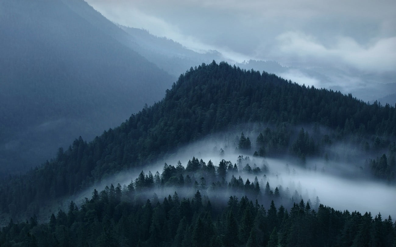 pine tree, beauty in nature, black, pine woodland, fog, coniferous tree, 720P, cloud - sky, mountain, tranquil scene, white, rug, mountain peak, tranquility, HD Wallpaper