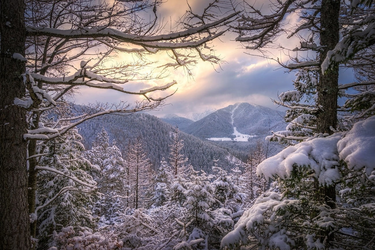 tree, animal, sky, mountains, pine woodland, clouds, land, plant, scenics - nature, beauty in nature, sunset, snowcapped mountain, branch, 720P, snow, HD Wallpaper