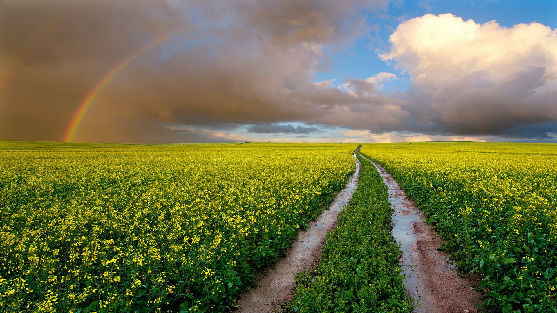 beauty in nature, agriculture, rain, environment, images backgrounds nature 1920x1080, multi colored, sky, flower, tranquility, 1080P, outdoors, scenics - nature, HD Wallpaper