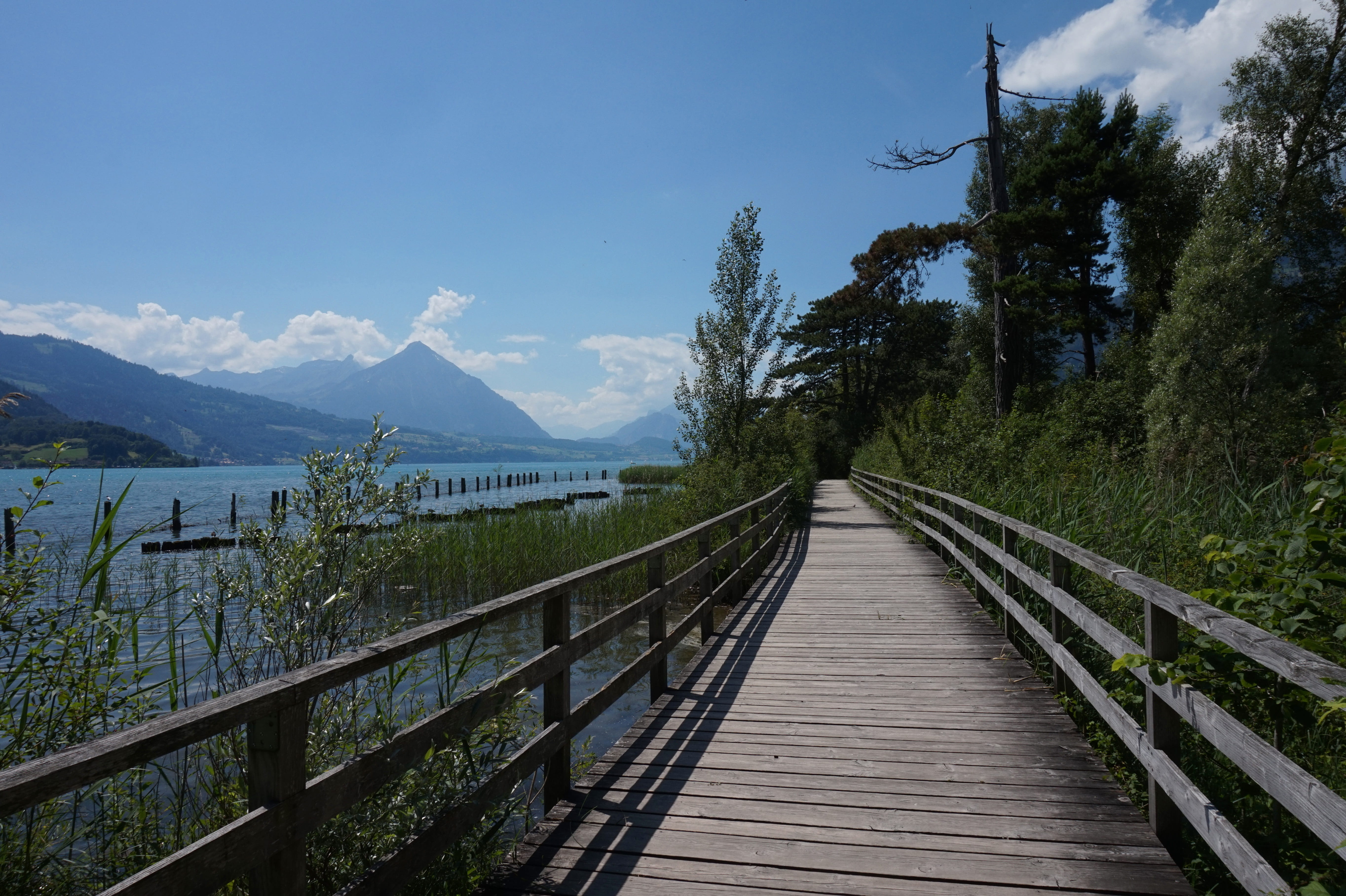 outdoors, sky, nature, tranquility, web, bank, wood paneling, trees, holiday, mountains, sun, beauty in nature, railing, the way forward, wood - material, HD Wallpaper