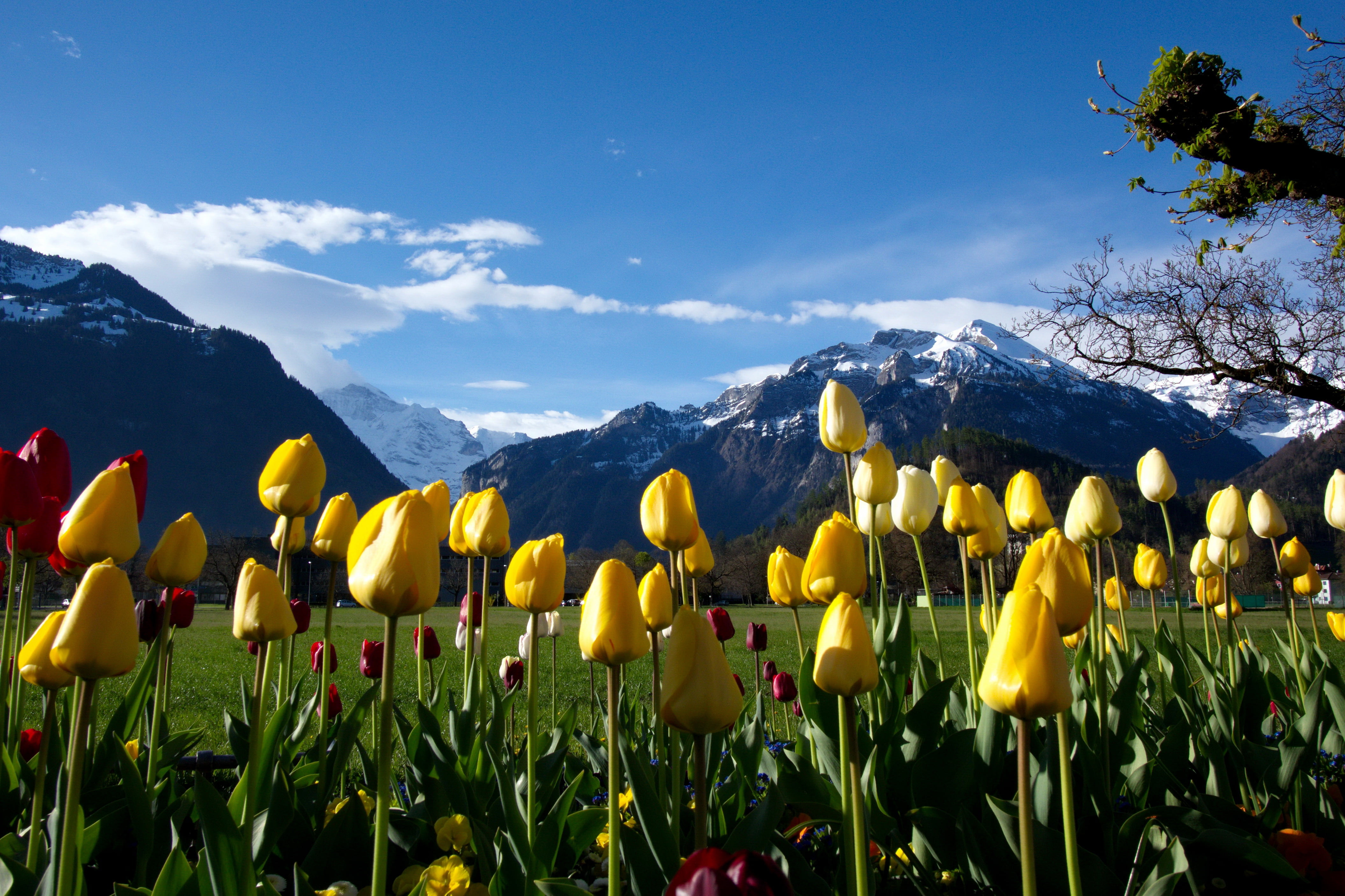 Panasonic  Lumix  GH2, patch, Yellow, landscape, Natural, shown, Schweiz, interlaken, flower, alpen, daytime, swiss, nature, Suisse, tulip, outdoors, mountain, HD Wallpaper