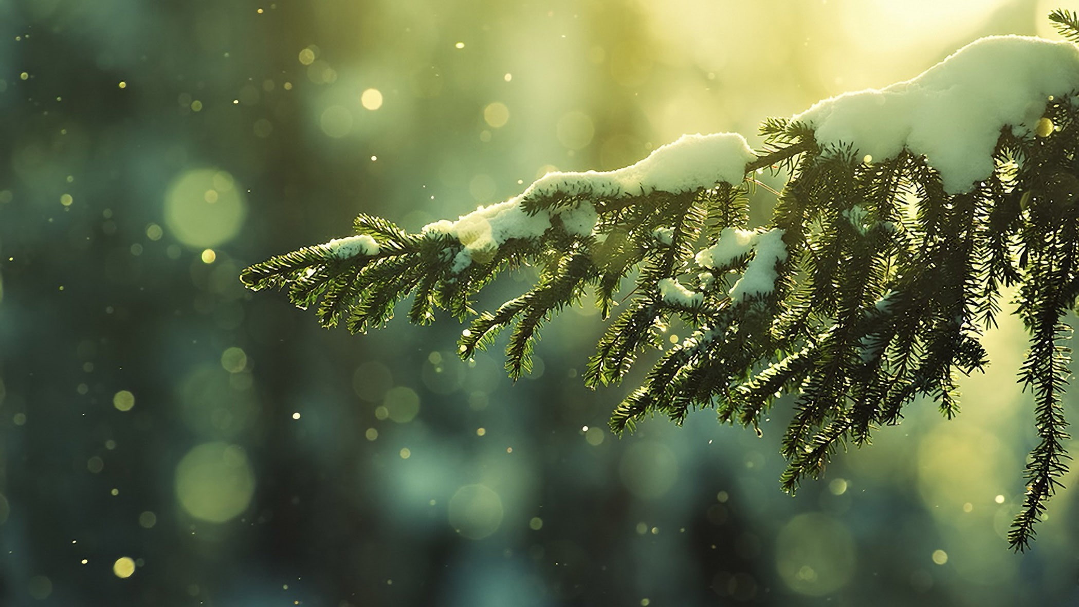 1080P, trees, snowy peak, winter, branch, snow, HD Wallpaper