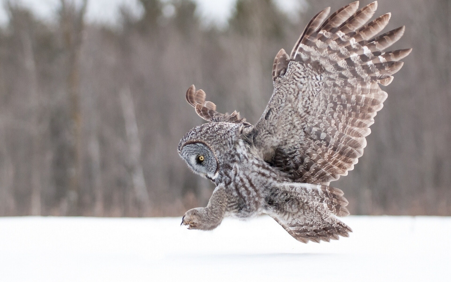 one animal, animals in the wild, no people, 1080P, bird of prey, cold temperature, animal wildlife, spread wings, vertebrate, winter, animal body part, HD Wallpaper