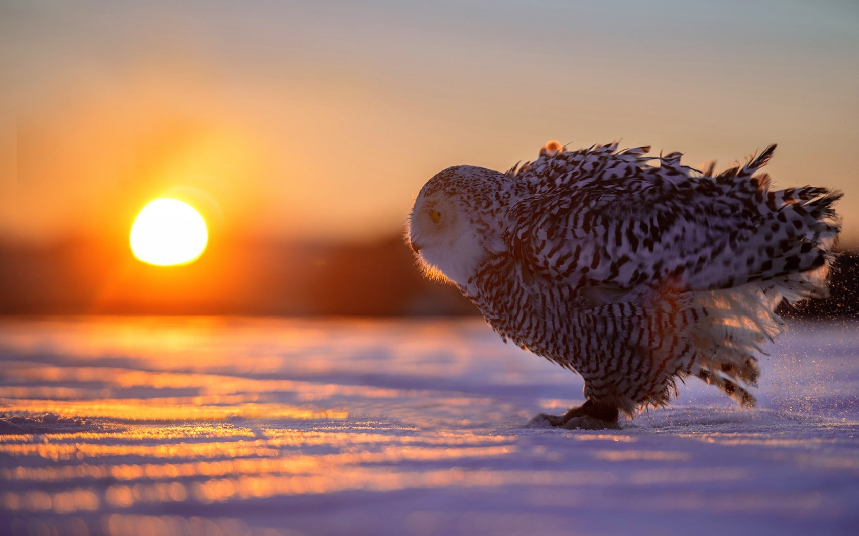 owl, animal themes, nature, land, snow, animals, sky, sea, Sun, winter, sunset, selective focus, 720P, animal wildlife, birds, no people, beauty in nature, HD Wallpaper