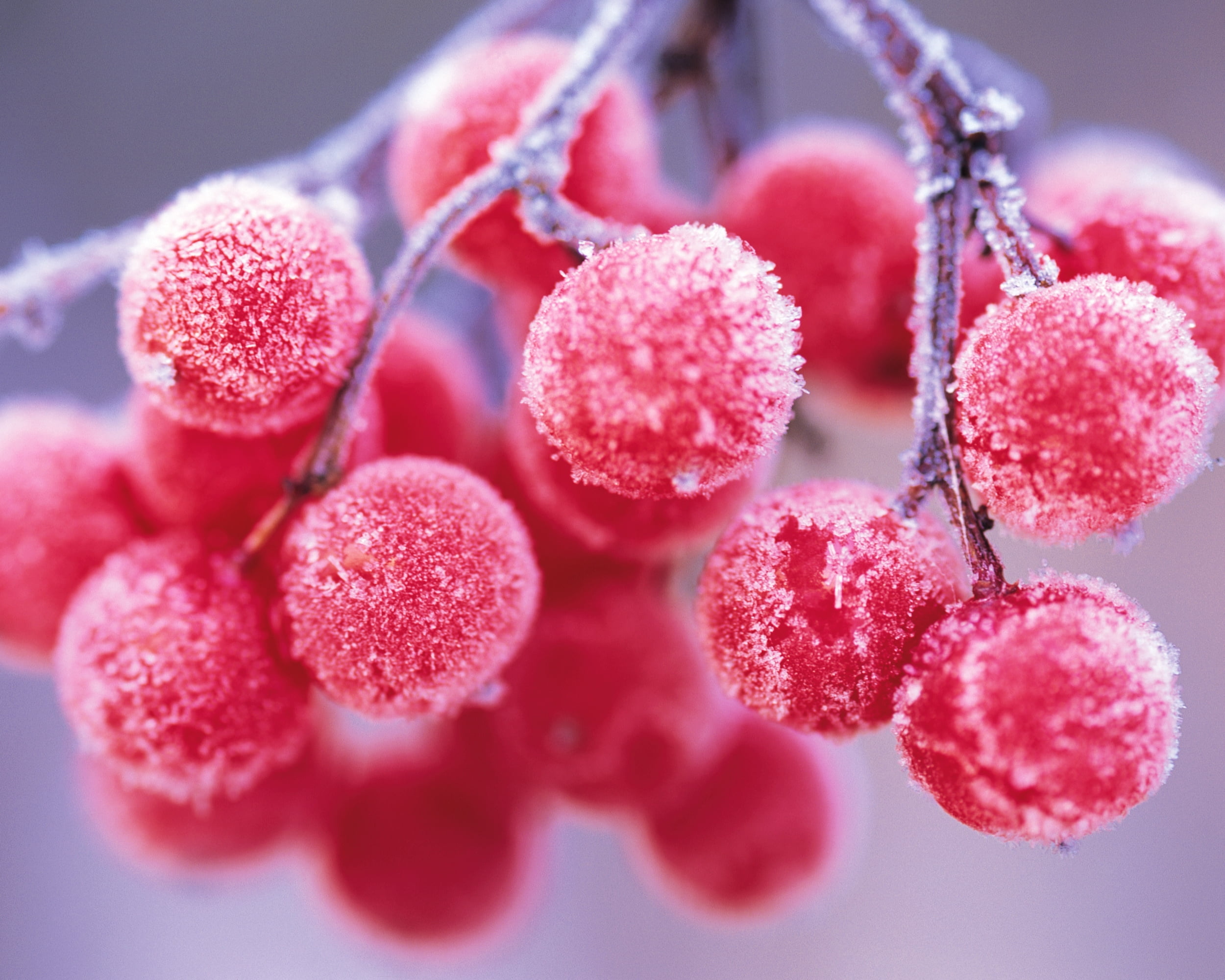 colored background, science, red, freshness, winter, pink color, season, plant, indoors, flower, botany, rowan, focus on foreground, healthy eating, healthcare And Medicine, HD Wallpaper