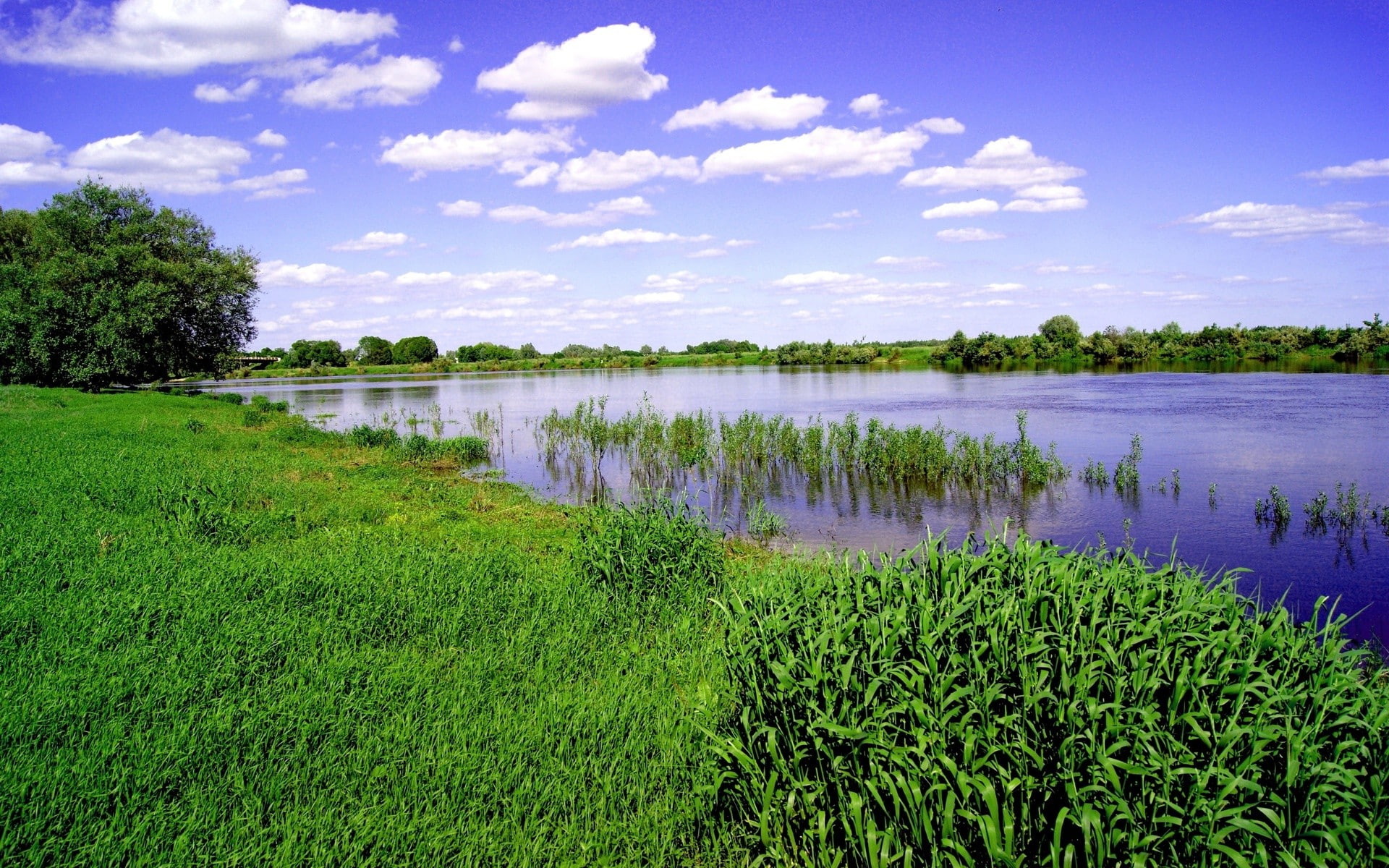 1080P, lake, outdoors, landscape, nature, reeds, HD Wallpaper