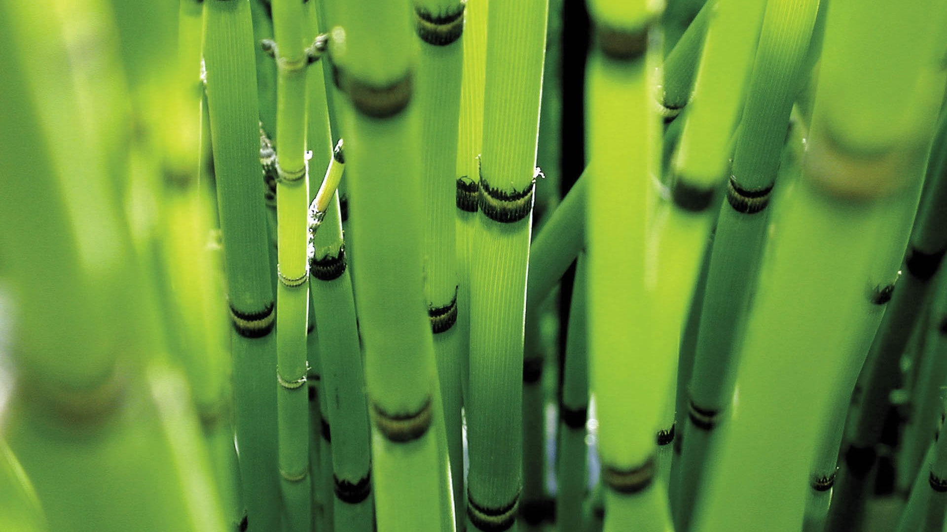 green, 1080P, nature, reeds, depth of field, HD Wallpaper