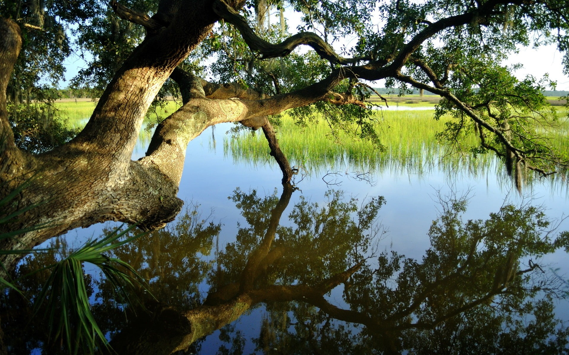 reflection, trees, lake, reeds, nature, 1080P, HD Wallpaper